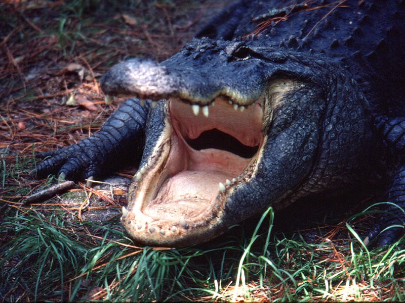 Afficher le média alligator_mississipiensis2md alligator_mississipiensis2md