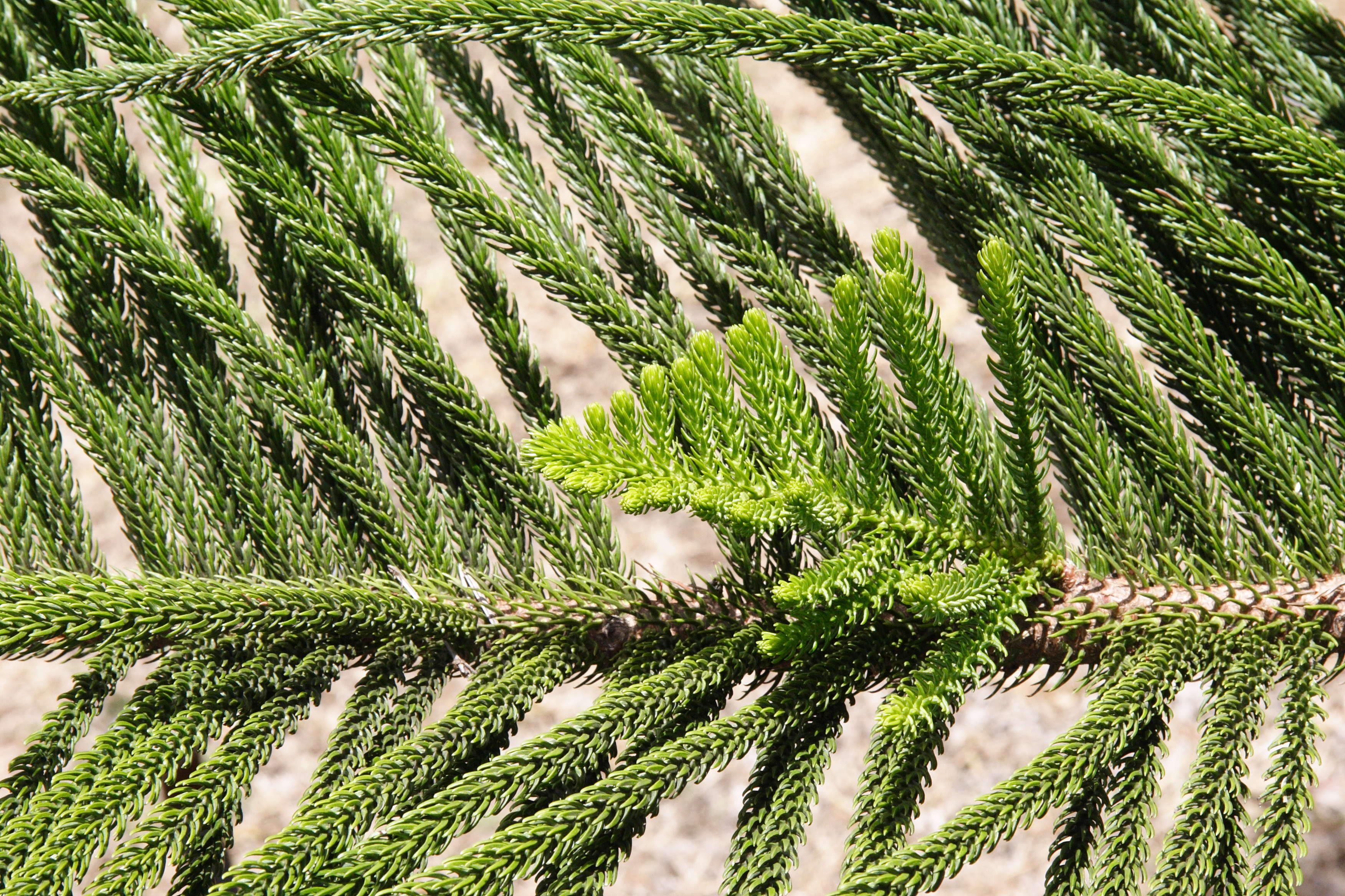 Afficher le média araucaria_heterophylla2md araucaria_heterophylla2md