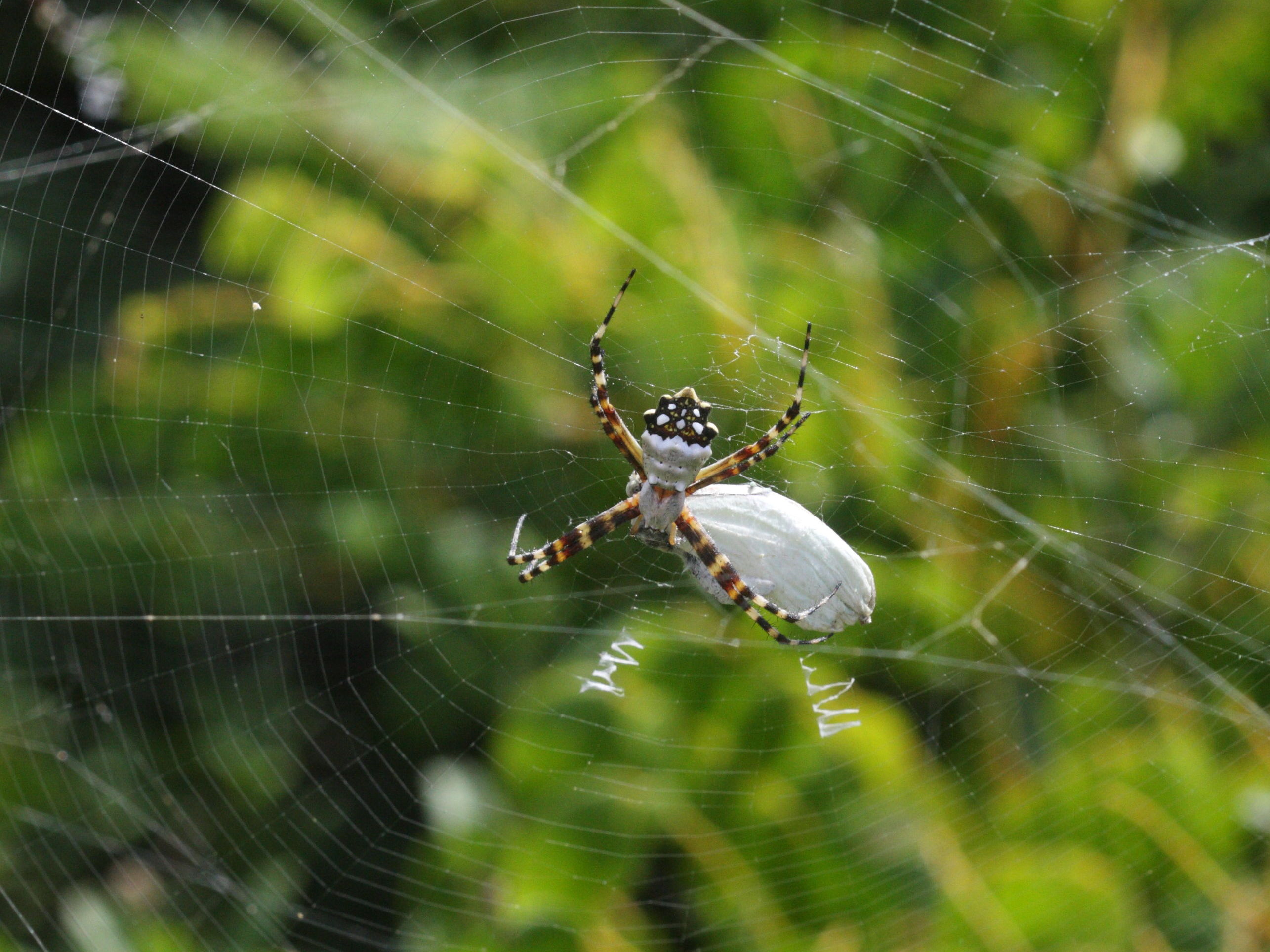 argiope_argentata1bmd