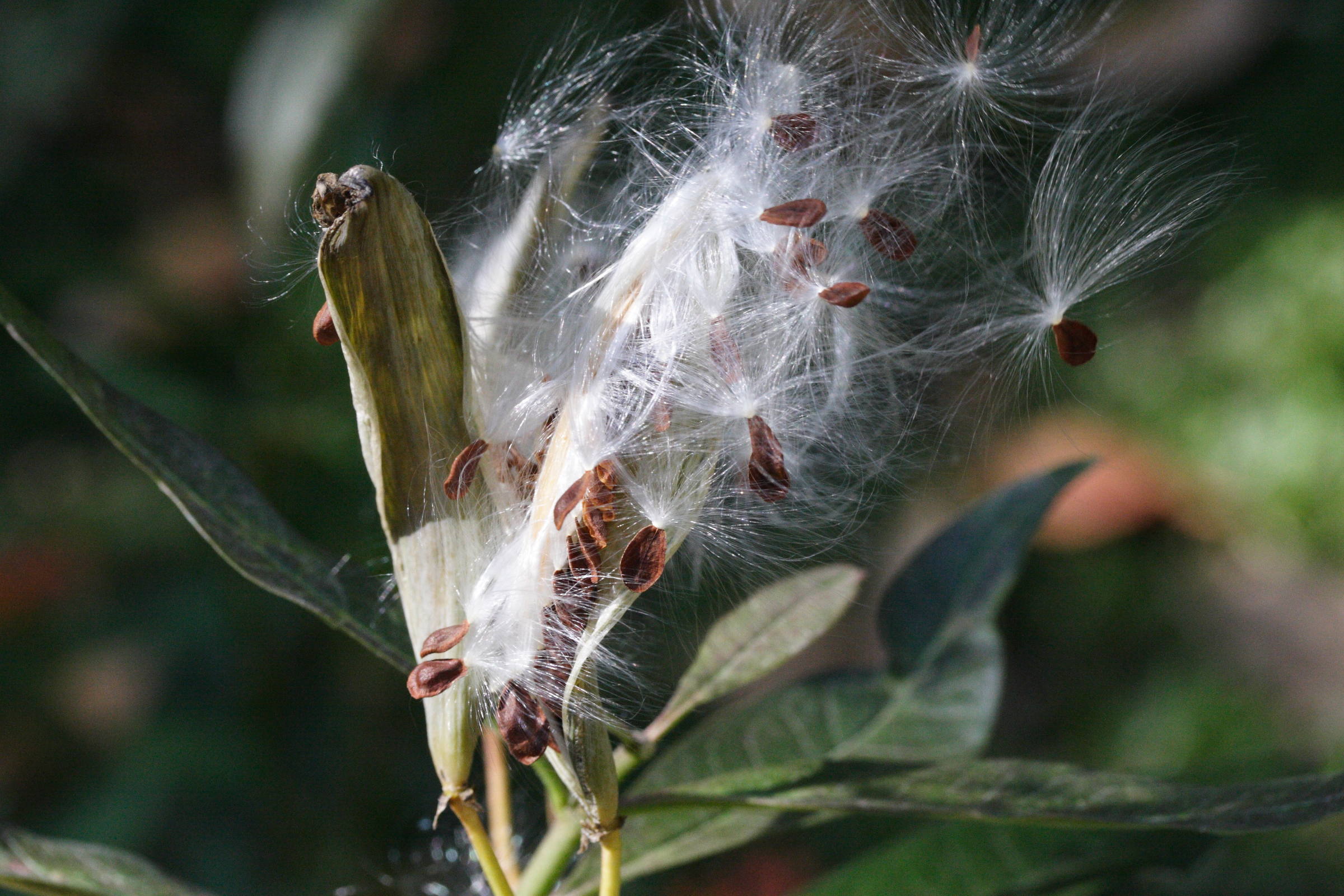 asclepias_curassavica4md