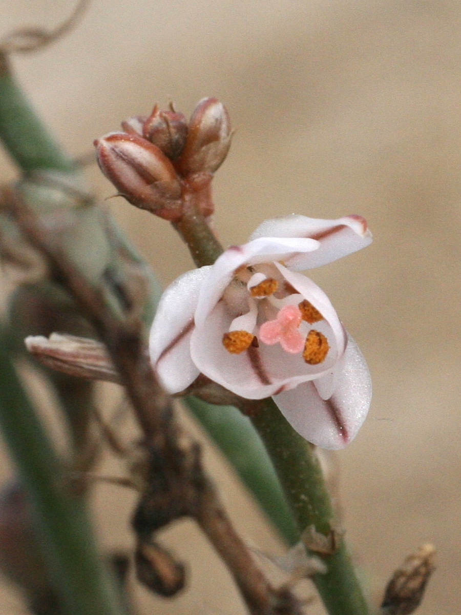 Afficher le média asphodelus_fistulosus2md asphodelus_fistulosus2md