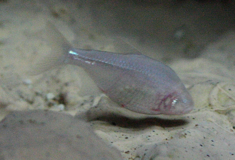 astyanax_mexicanus1bd