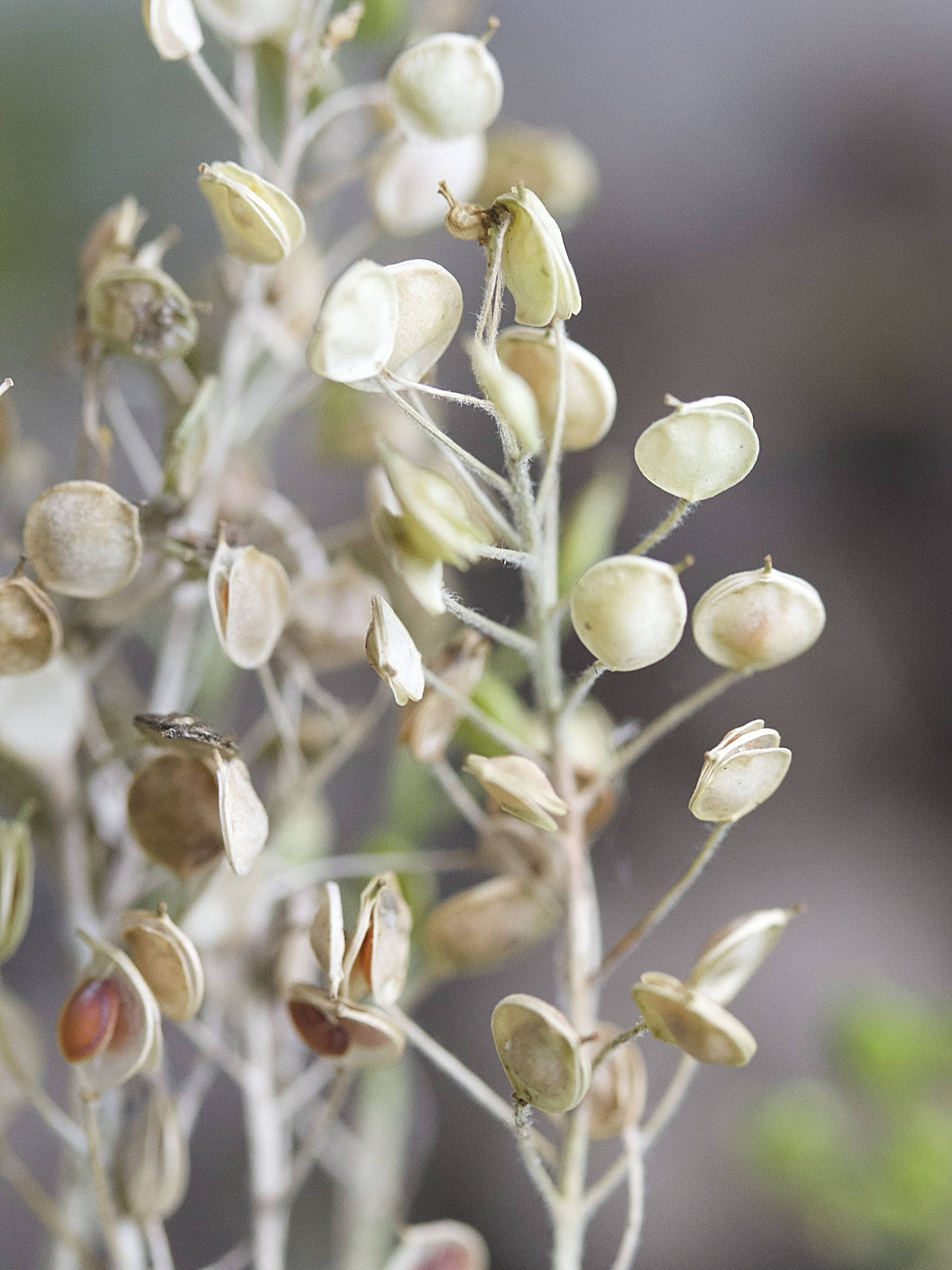 Afficher le média aurinia_saxatilis3md aurinia_saxatilis3md