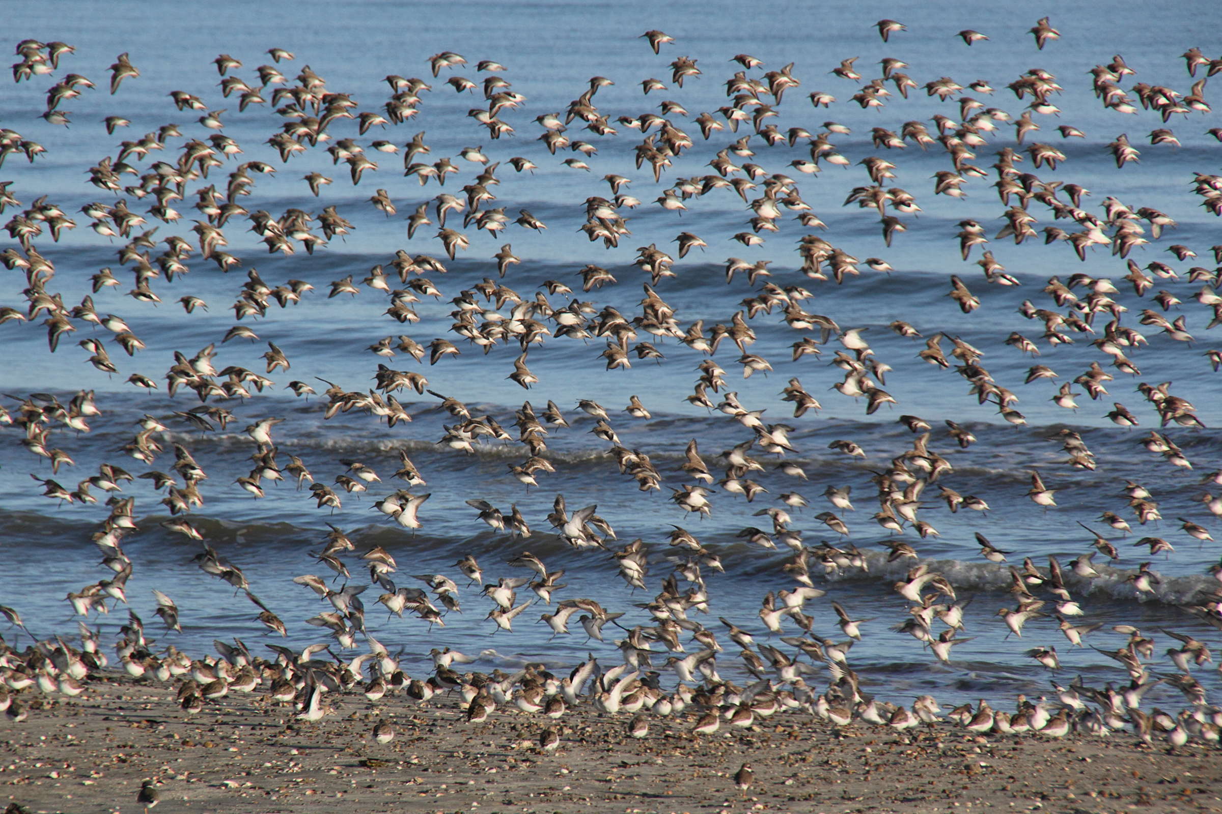 becasseau_variable_-_calidris_alpina5md