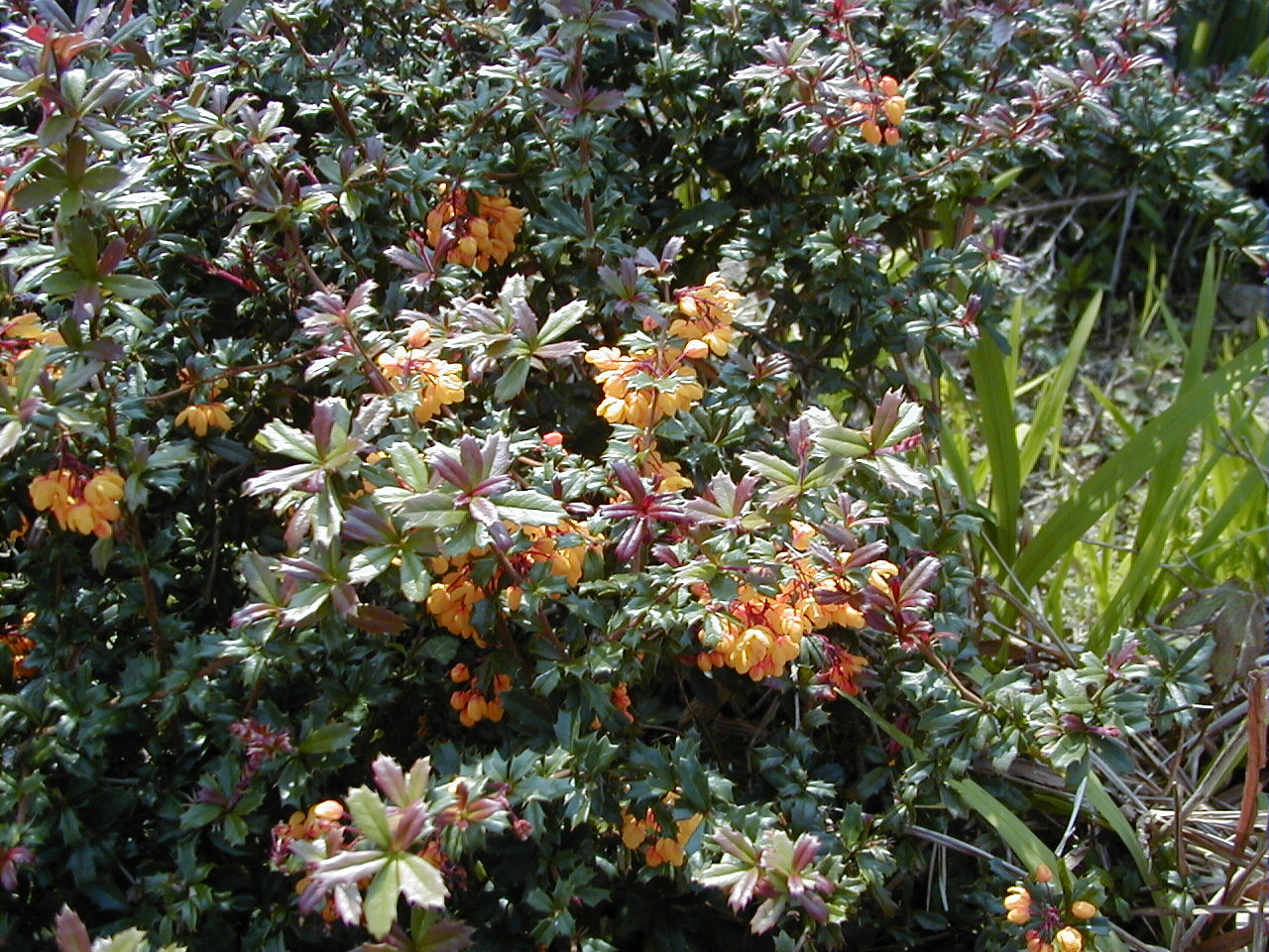 Afficher le média berberis_darwinii1md berberis_darwinii1md