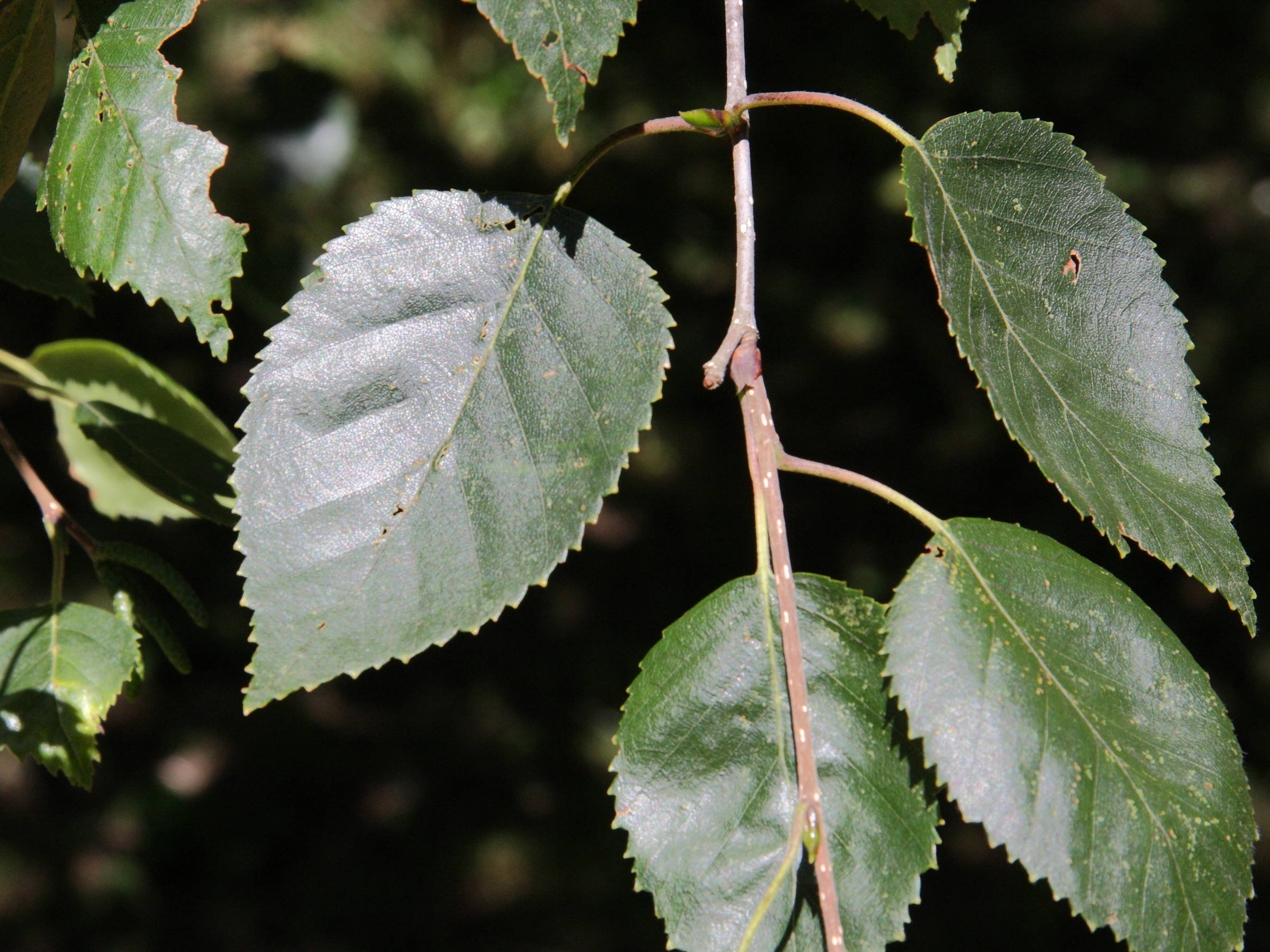 betula_ermanii4md