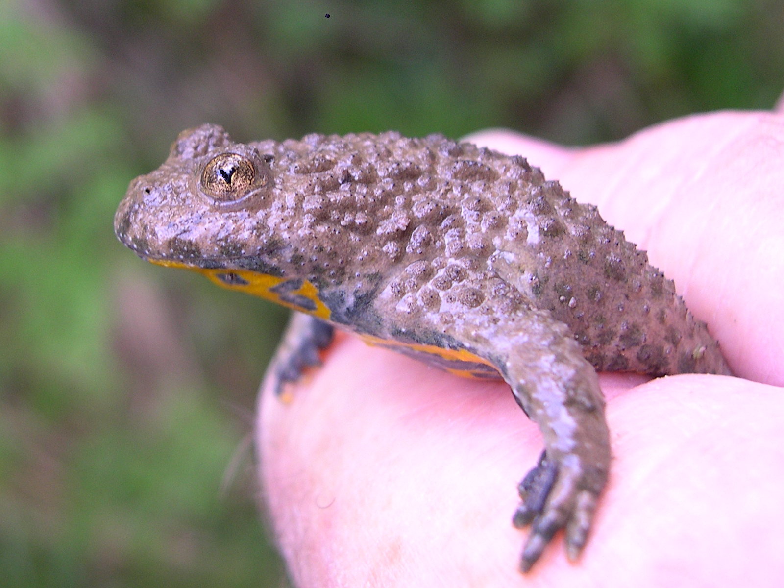 bombina_variegata3sd