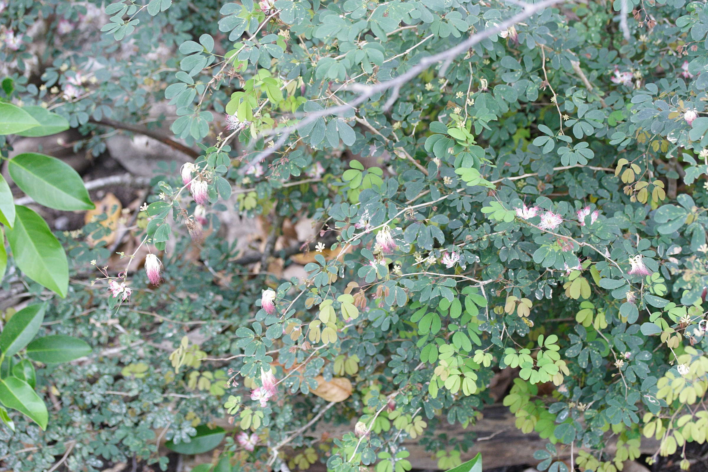 Afficher le média calliandra_tergemina4md calliandra_tergemina4md