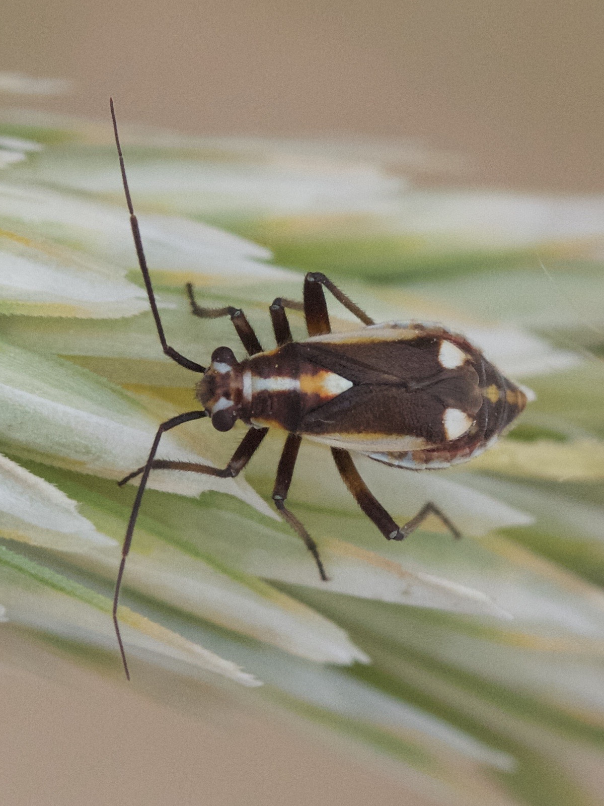 capsodes_sulcatus4md