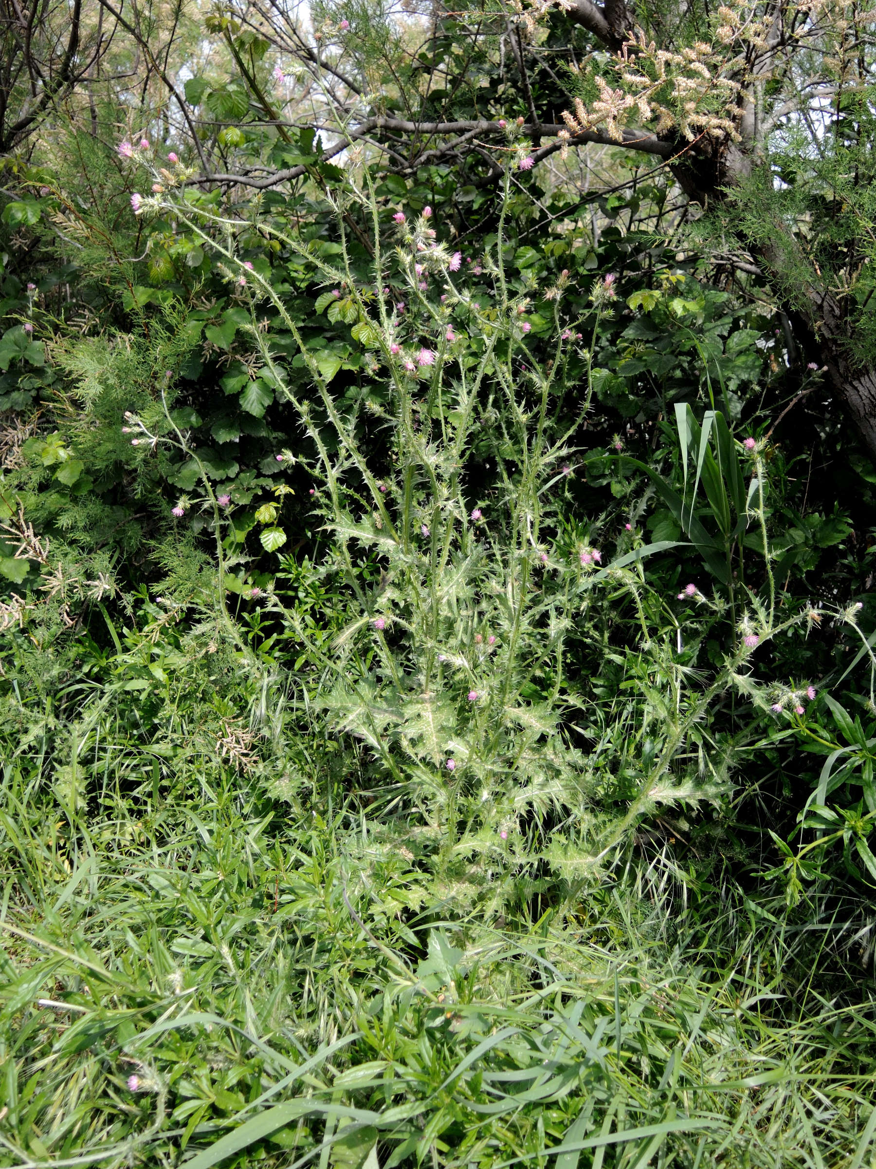 carduus_pycnocephalus1md