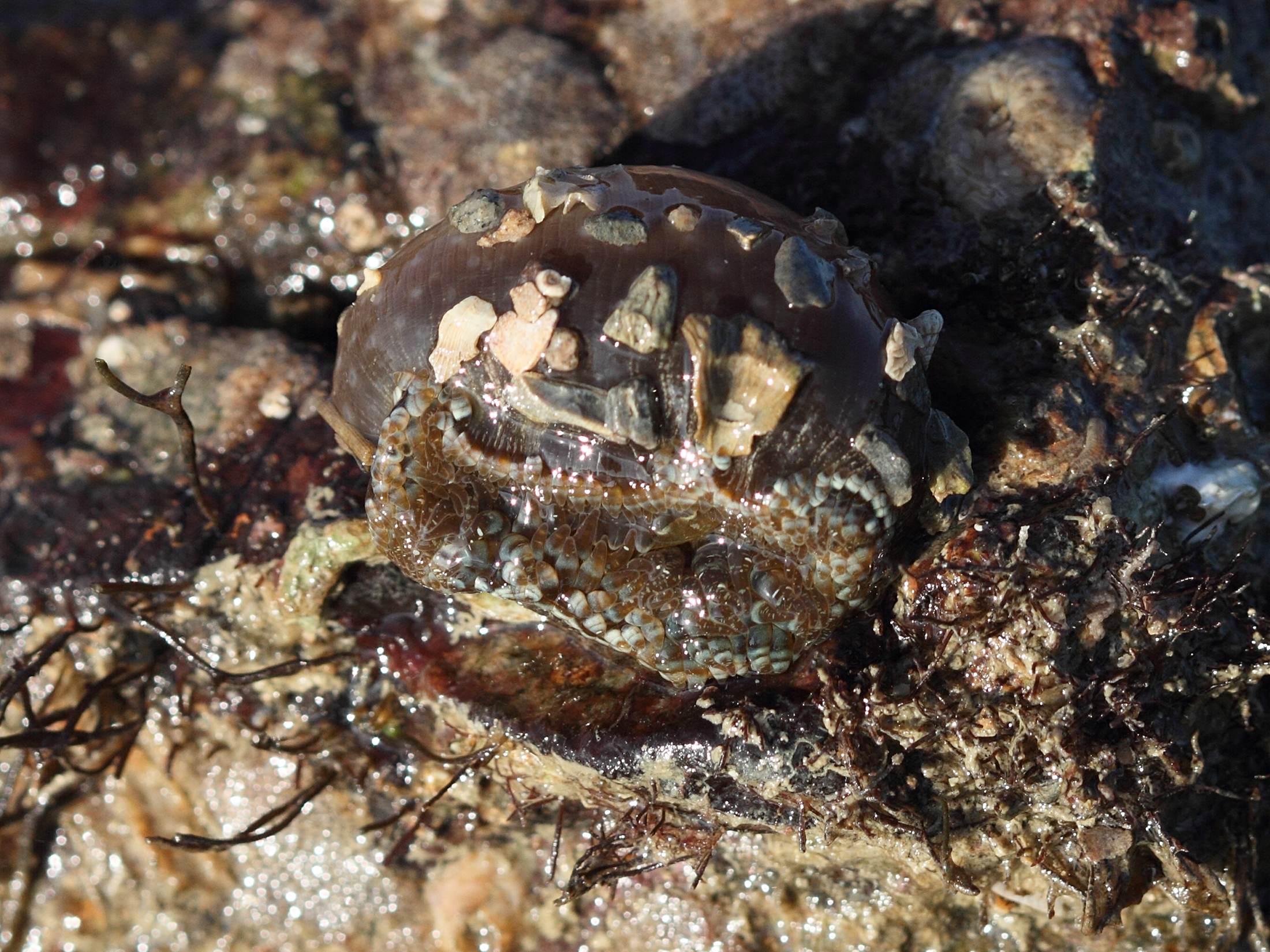 cereus_pedunculatus3bd