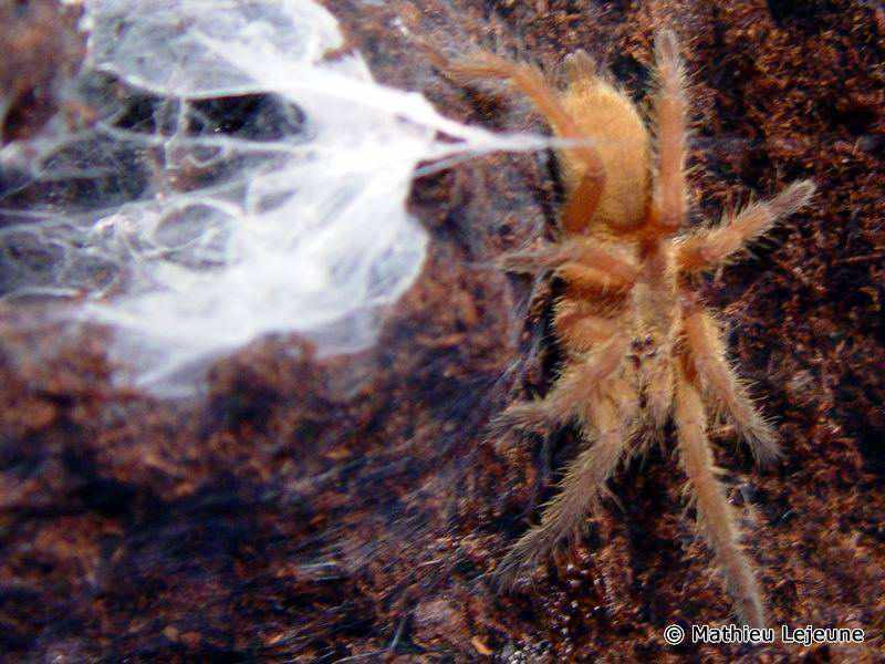 chilobrachys_andersoni2ml