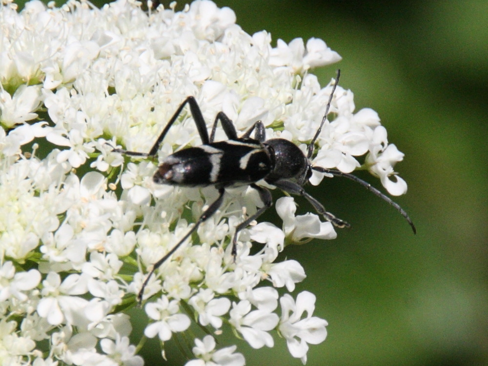 chlorophorus_figuratus1bd