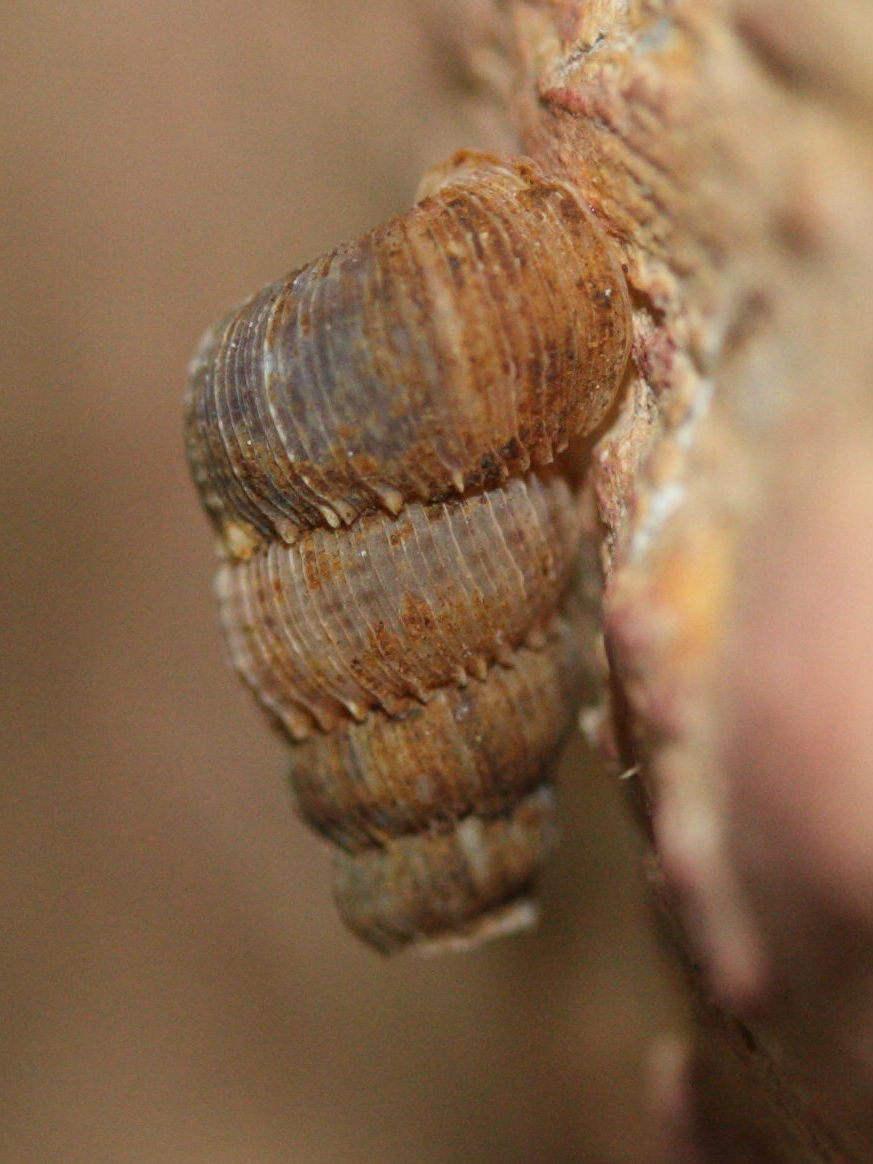 chondropoma_crenulatum2md