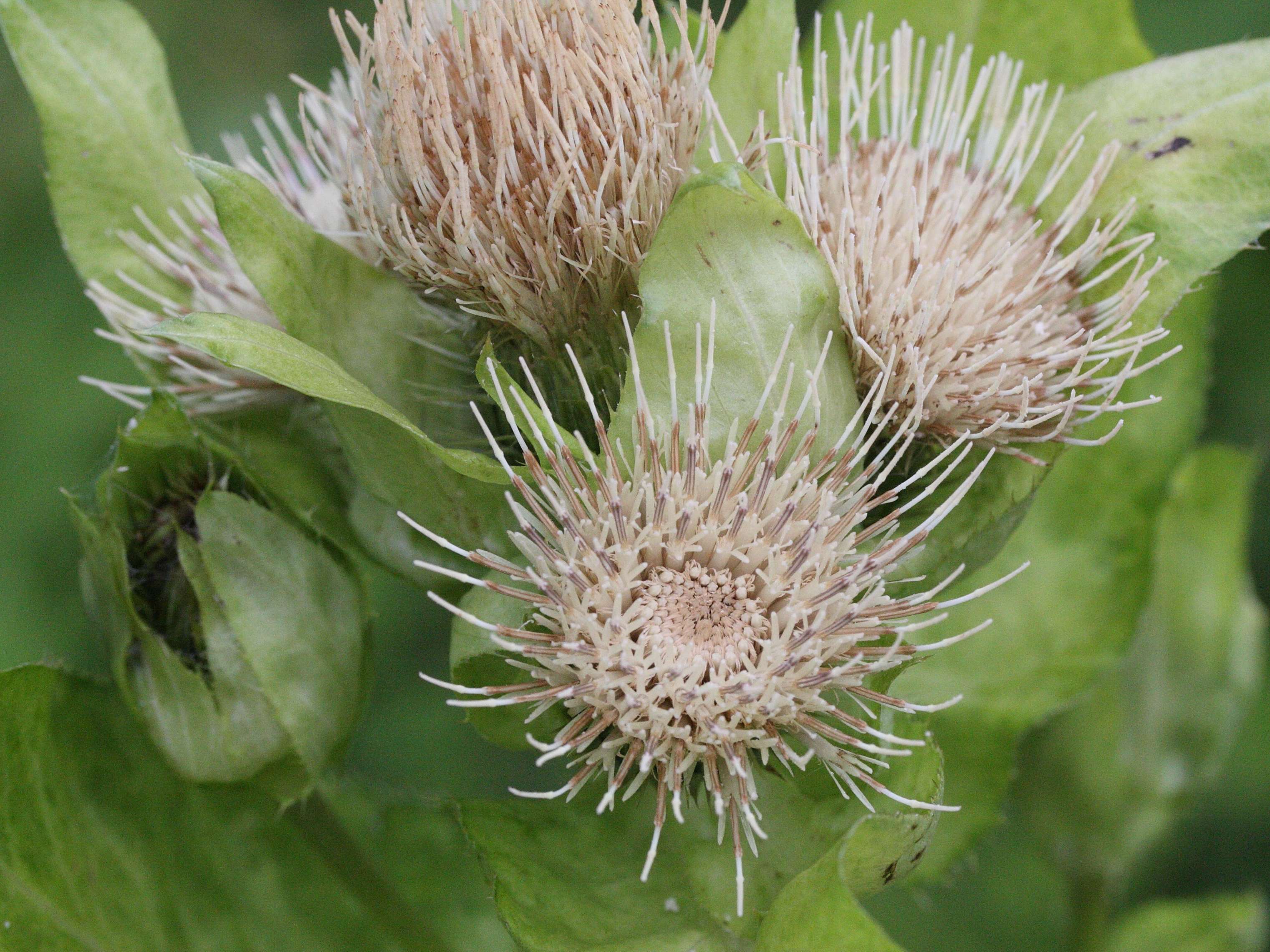 Afficher le média cirsium_oleraceum3md cirsium_oleraceum3md
