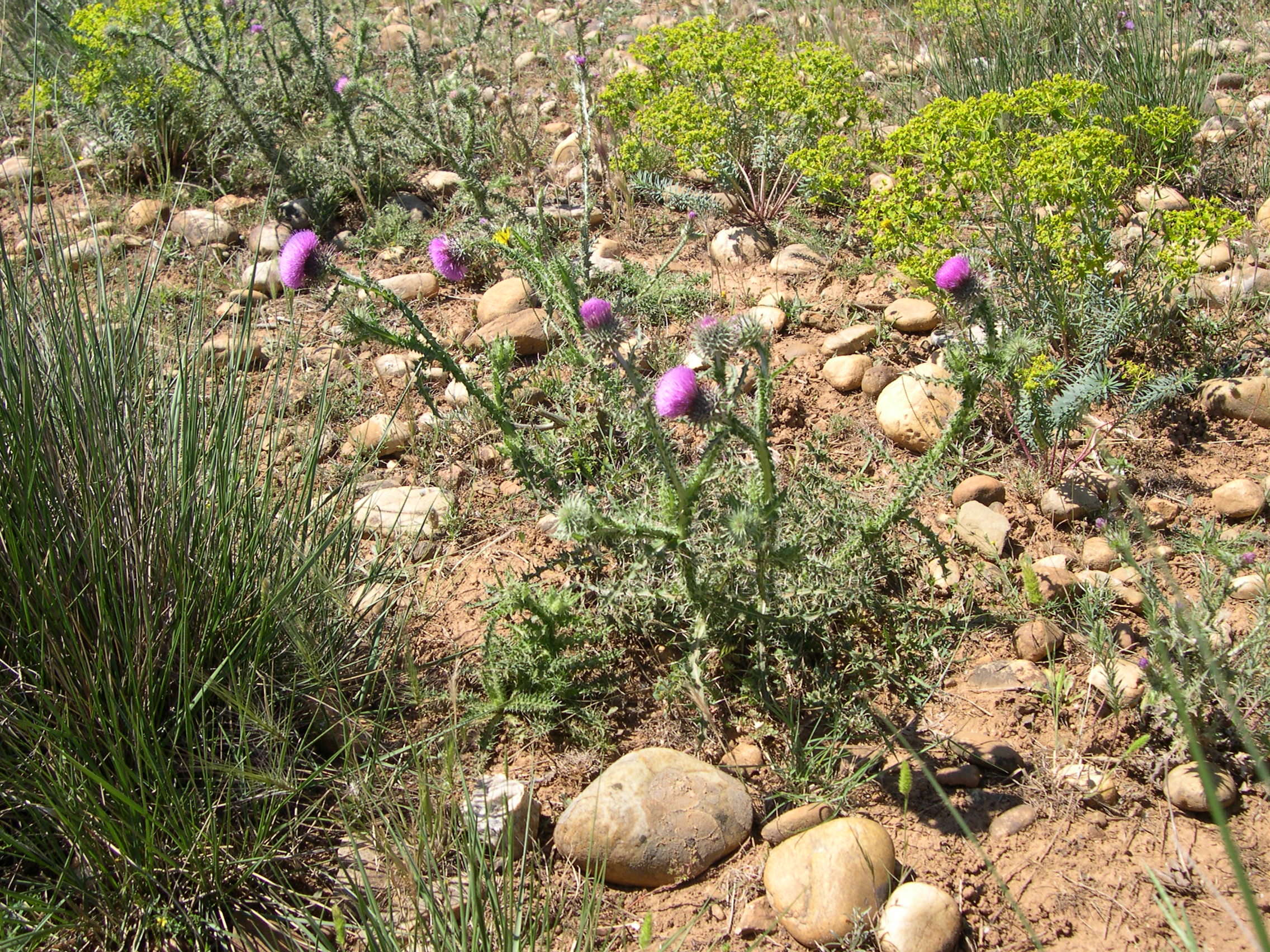 cirsium_vulgare_crinitum1md