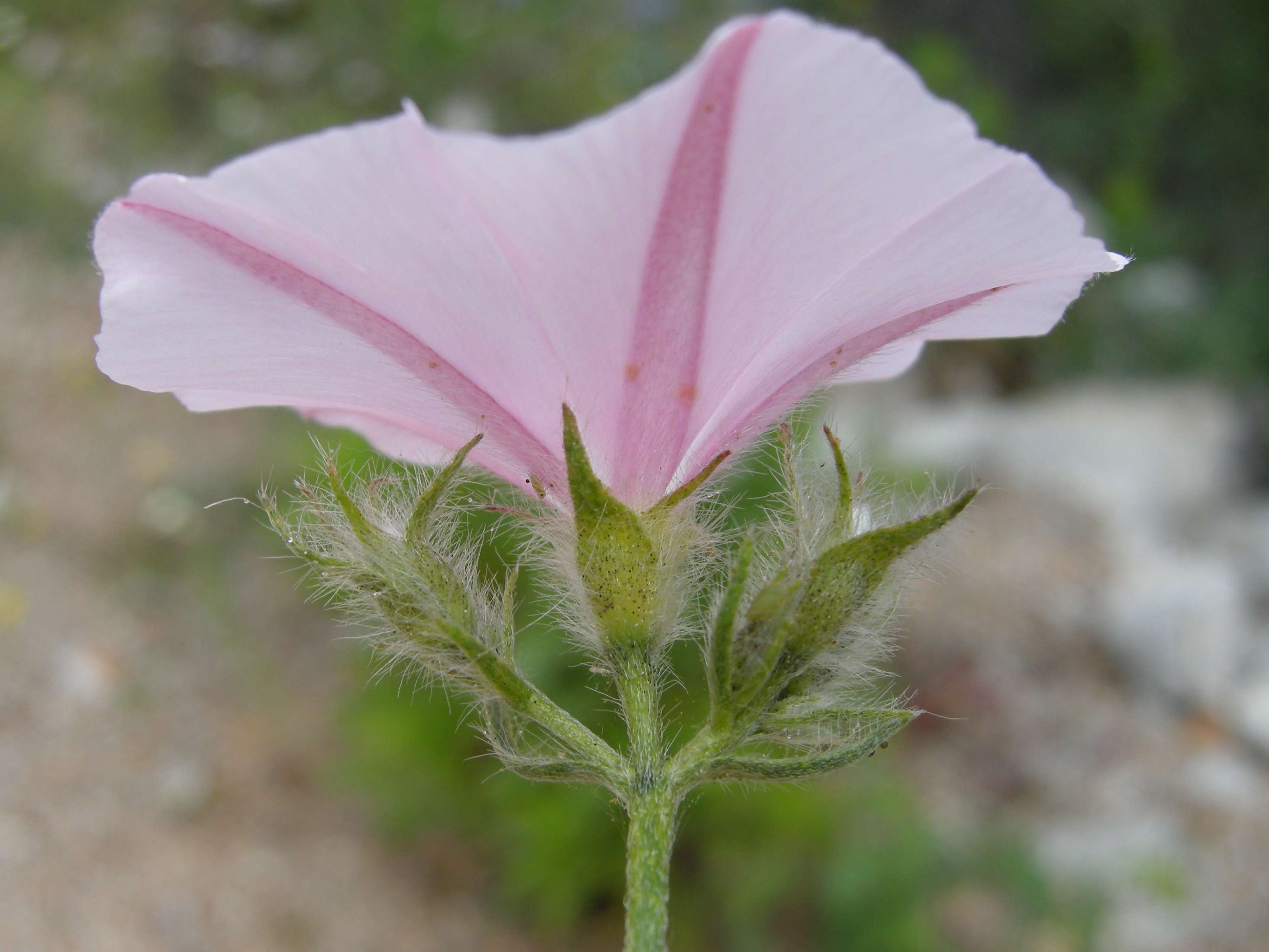 Afficher le média convolvulus_cantabricus7md convolvulus_cantabricus7md