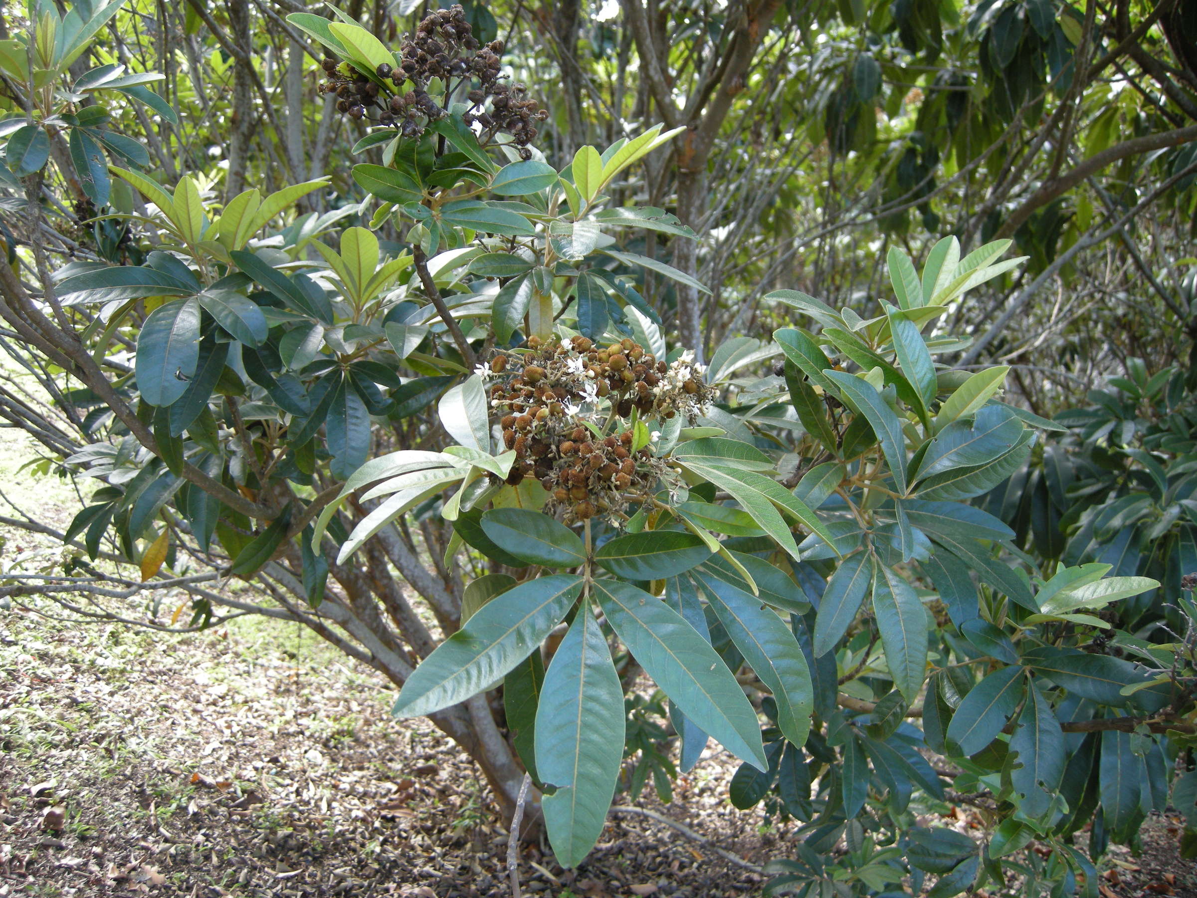 cossinia_pinnata3md