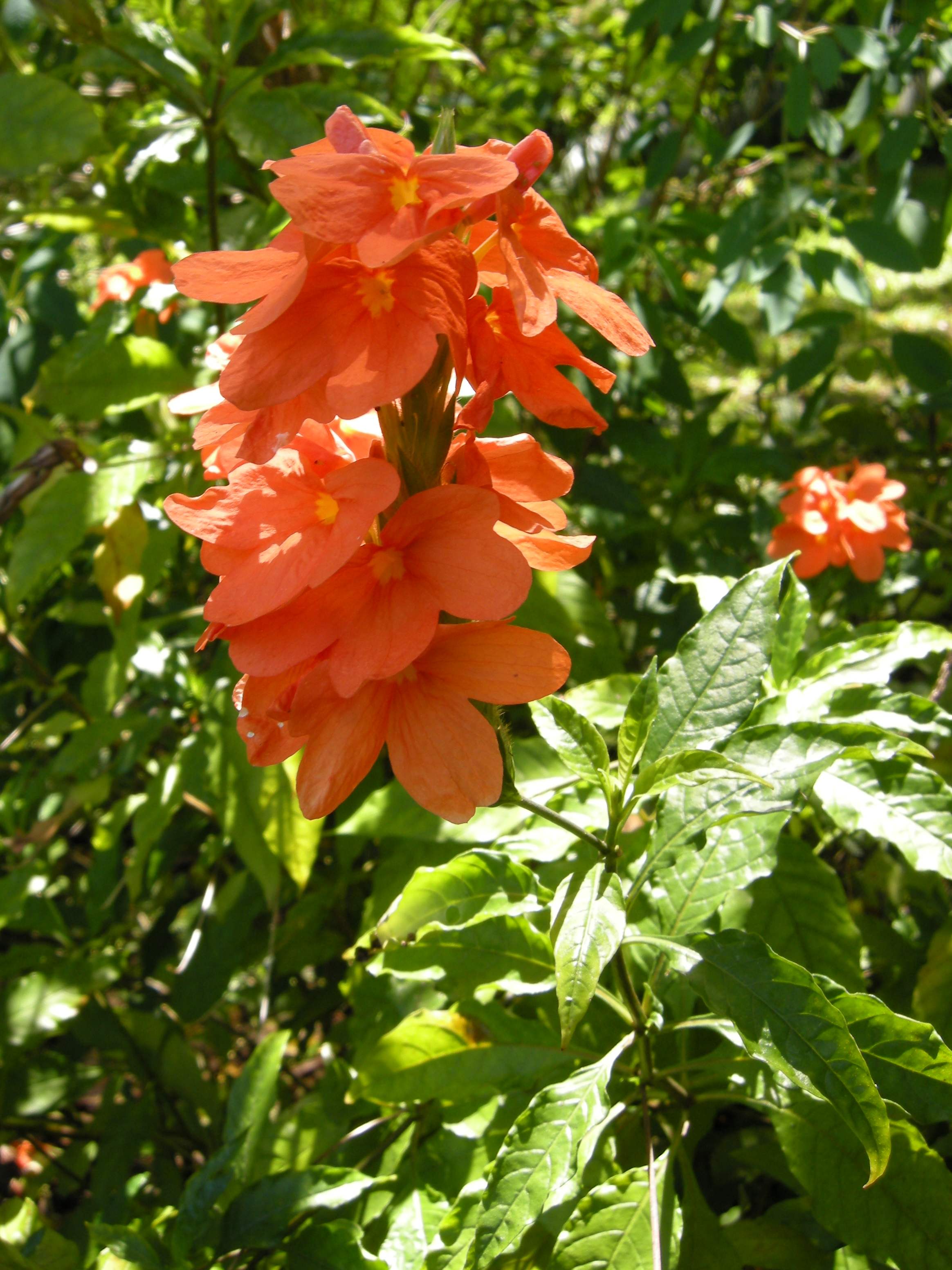 Afficher le média crossandra_infundibuliformis2md crossandra_infundibuliformis2md