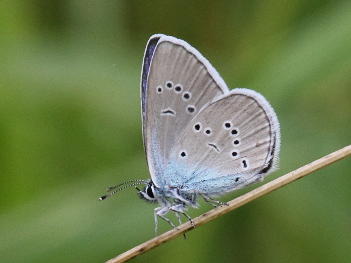 cyaniris_semiargus4bd