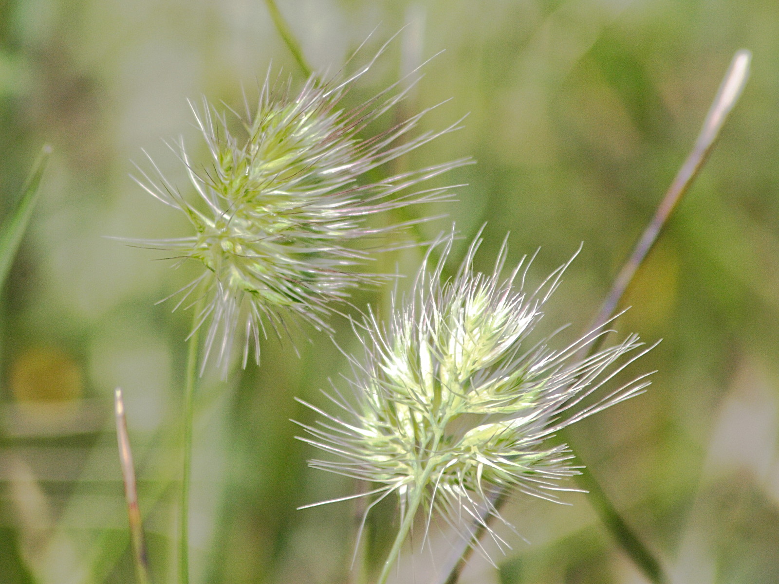 cynosurus_echinatus4md