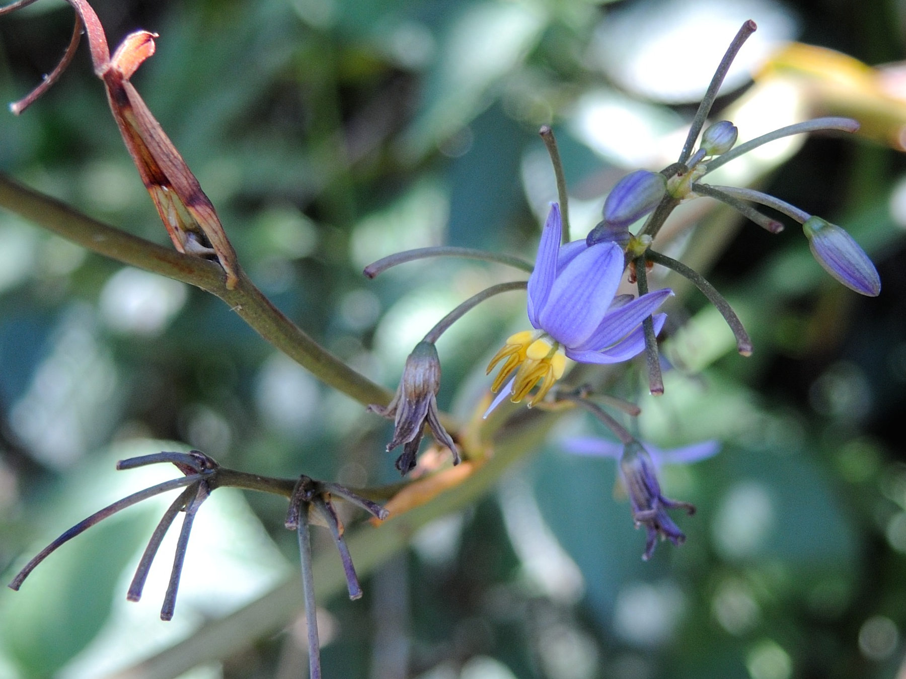 dianella_ensifolia3md