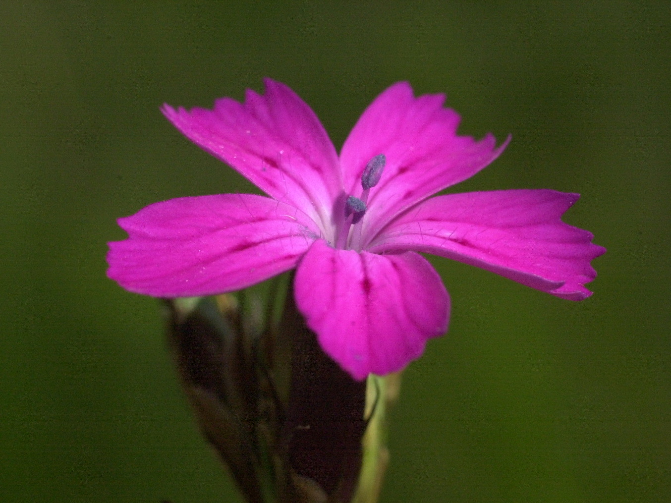 Afficher le média dianthus_carthusianorum3md dianthus_carthusianorum3md
