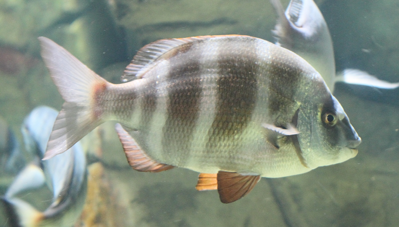 diplodus_cervinus2bd