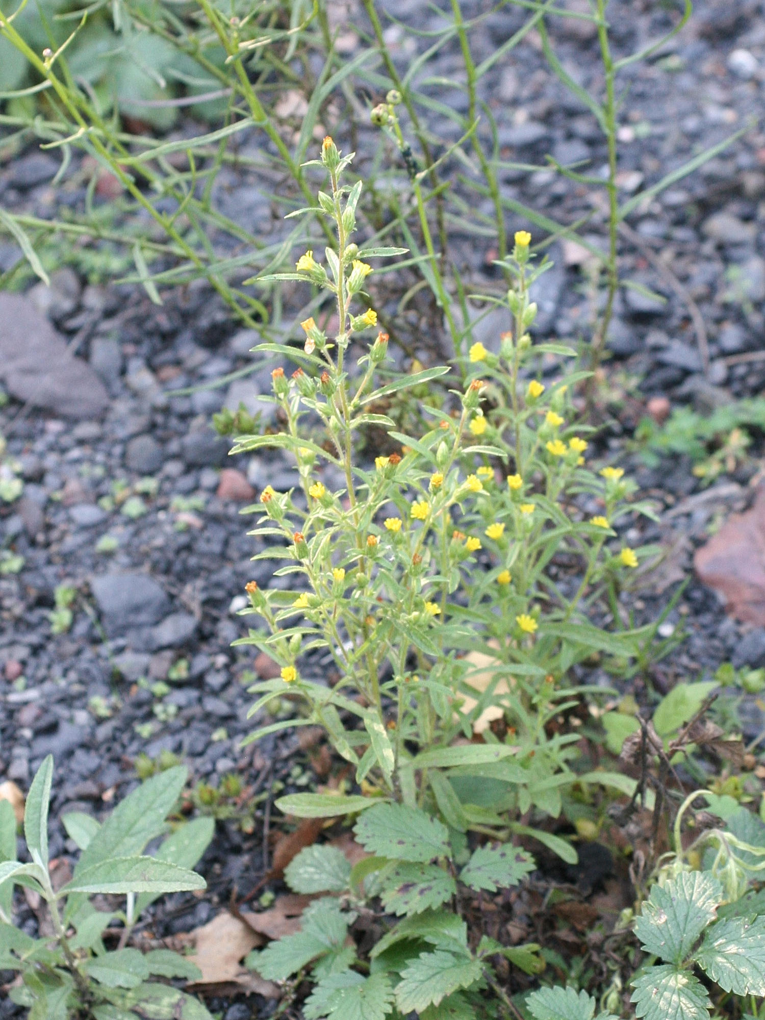 dittrichia_graveolens1md