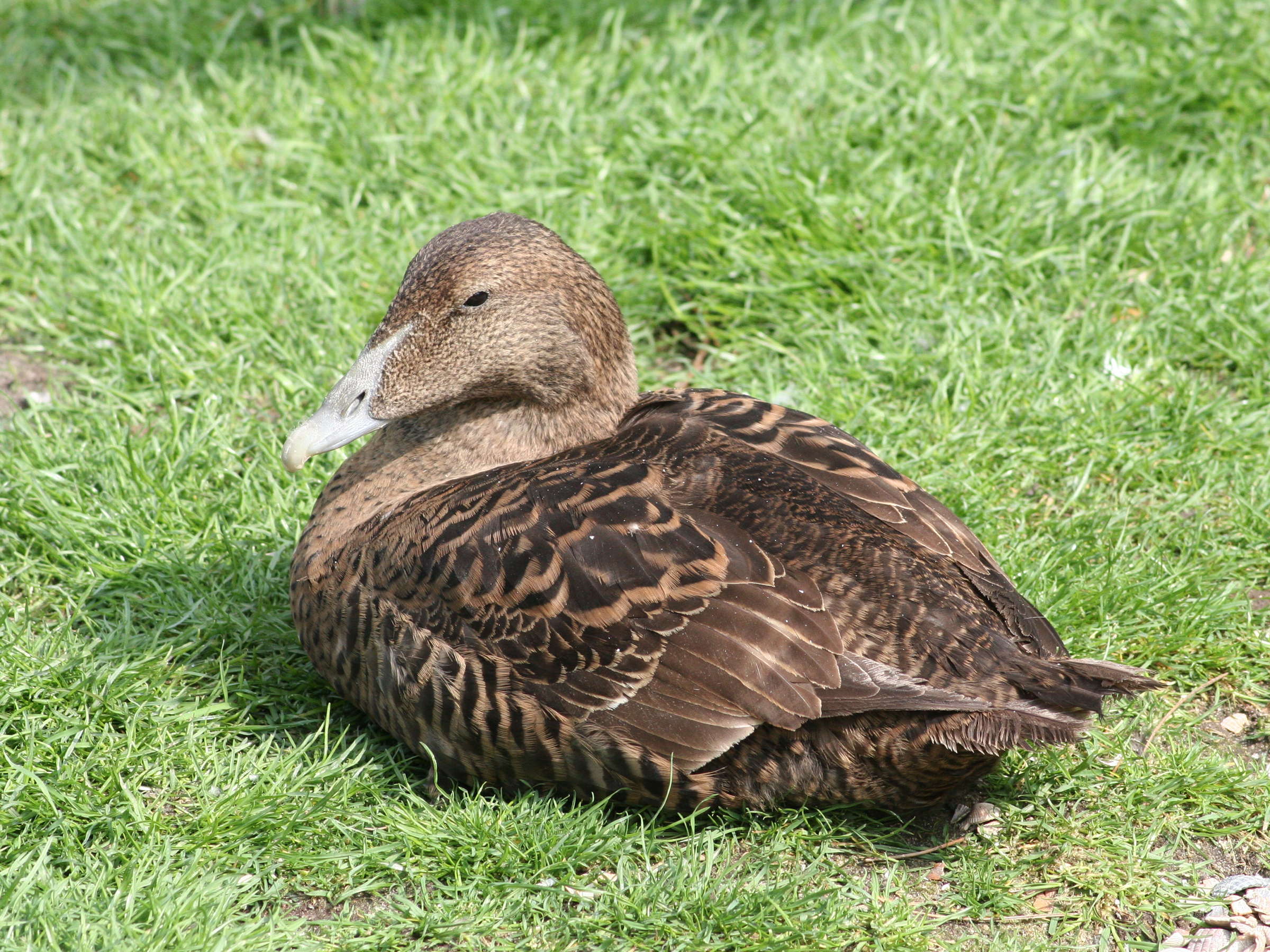 eider_a_duvet_-_somateria_mollissima2md
