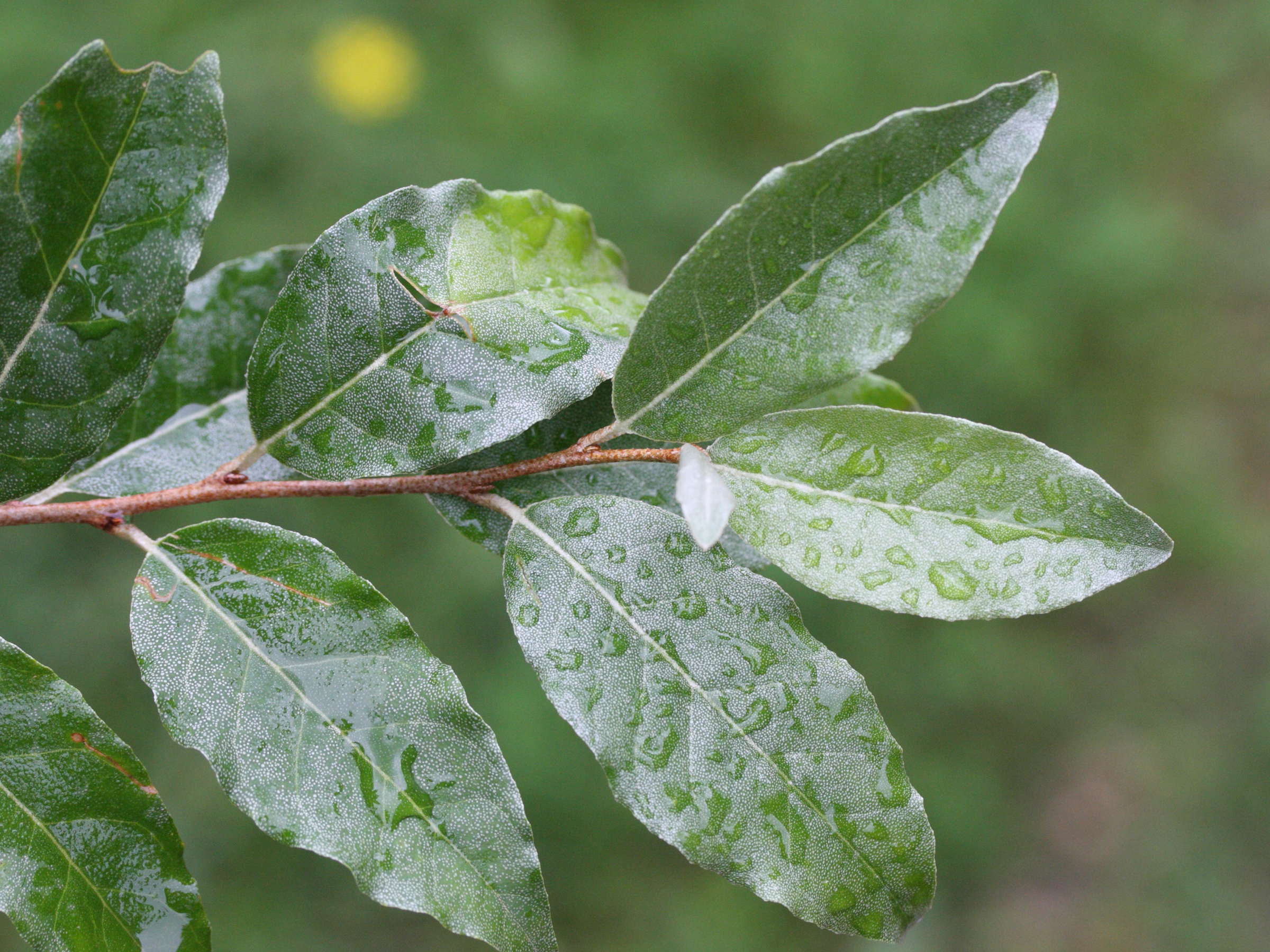 elaeagnus_umbellata4md