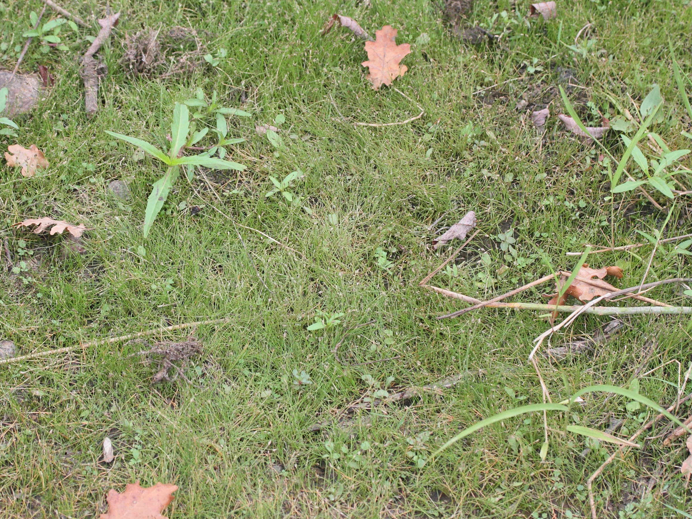 eleocharis_acicularis1md