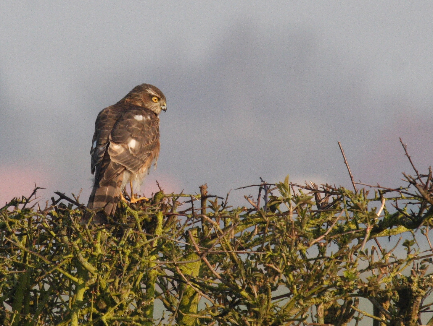 Afficher le média epervier_d-europe_-_accipiter_nisus2bd epervier_d-europe_-_accipiter_nisus2bd