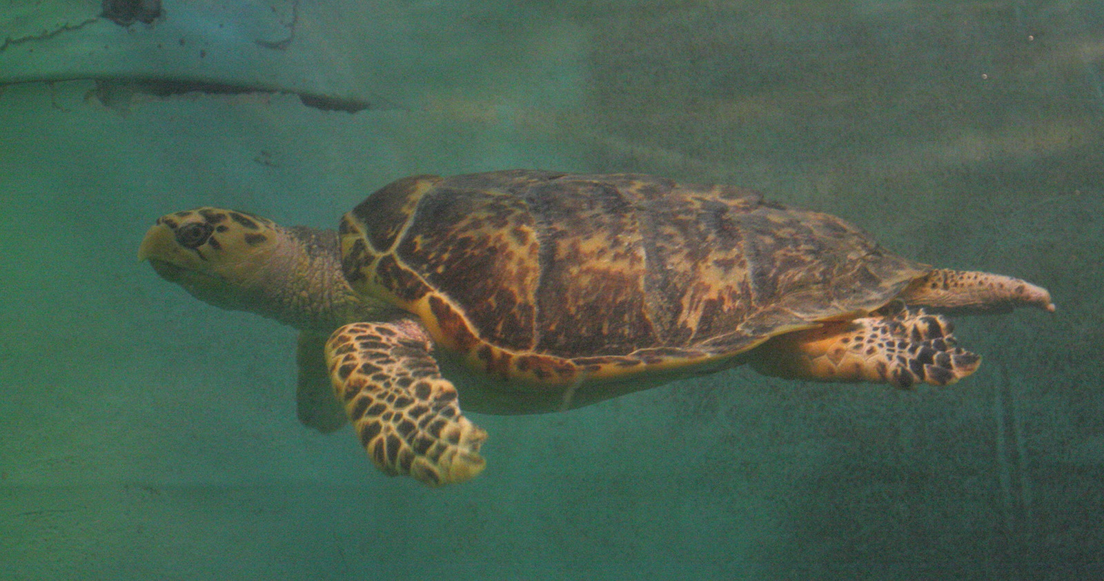 eretmochelys_imbricata1bd