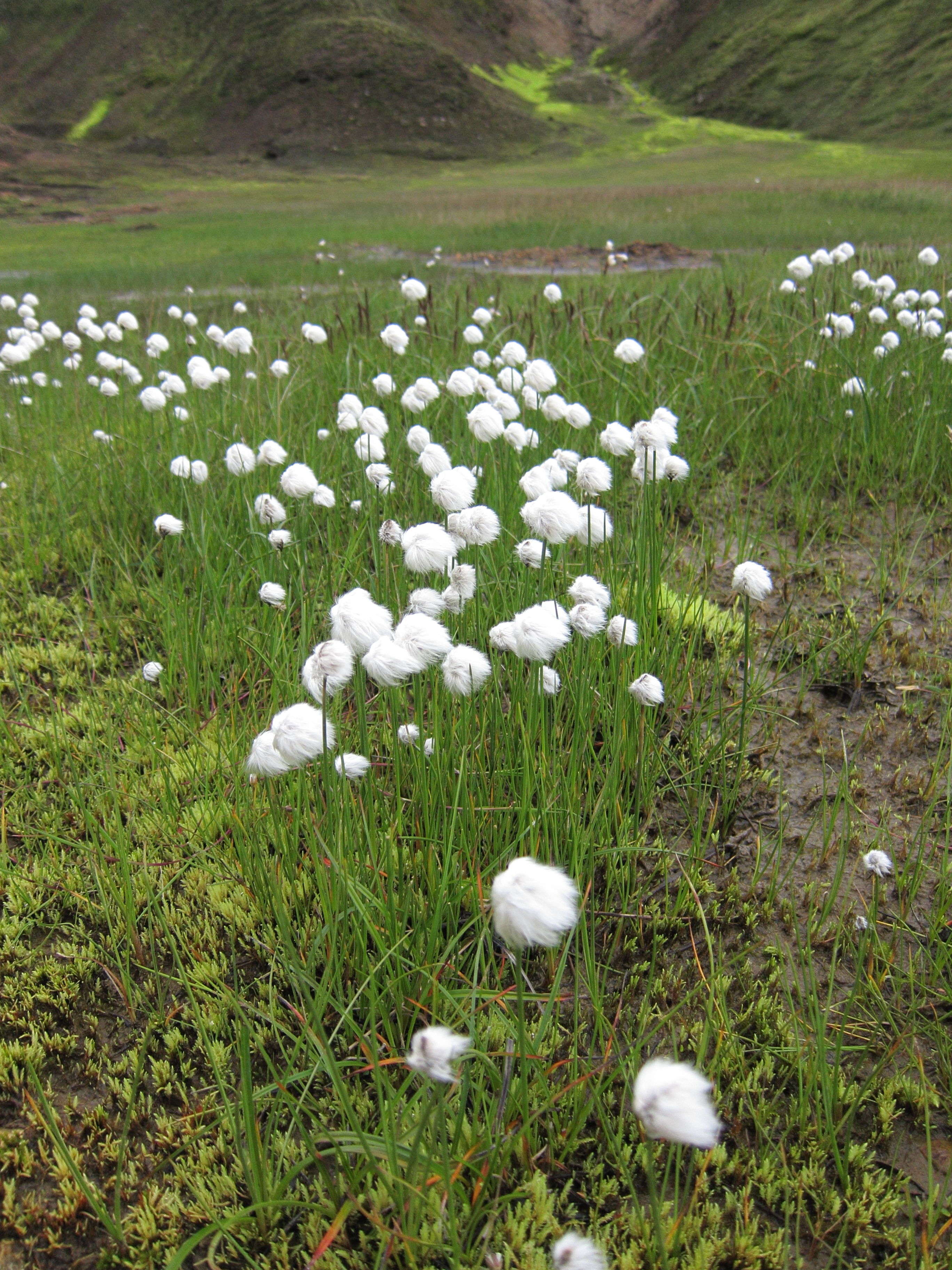 eriophorum_scheuchzeri4sd
