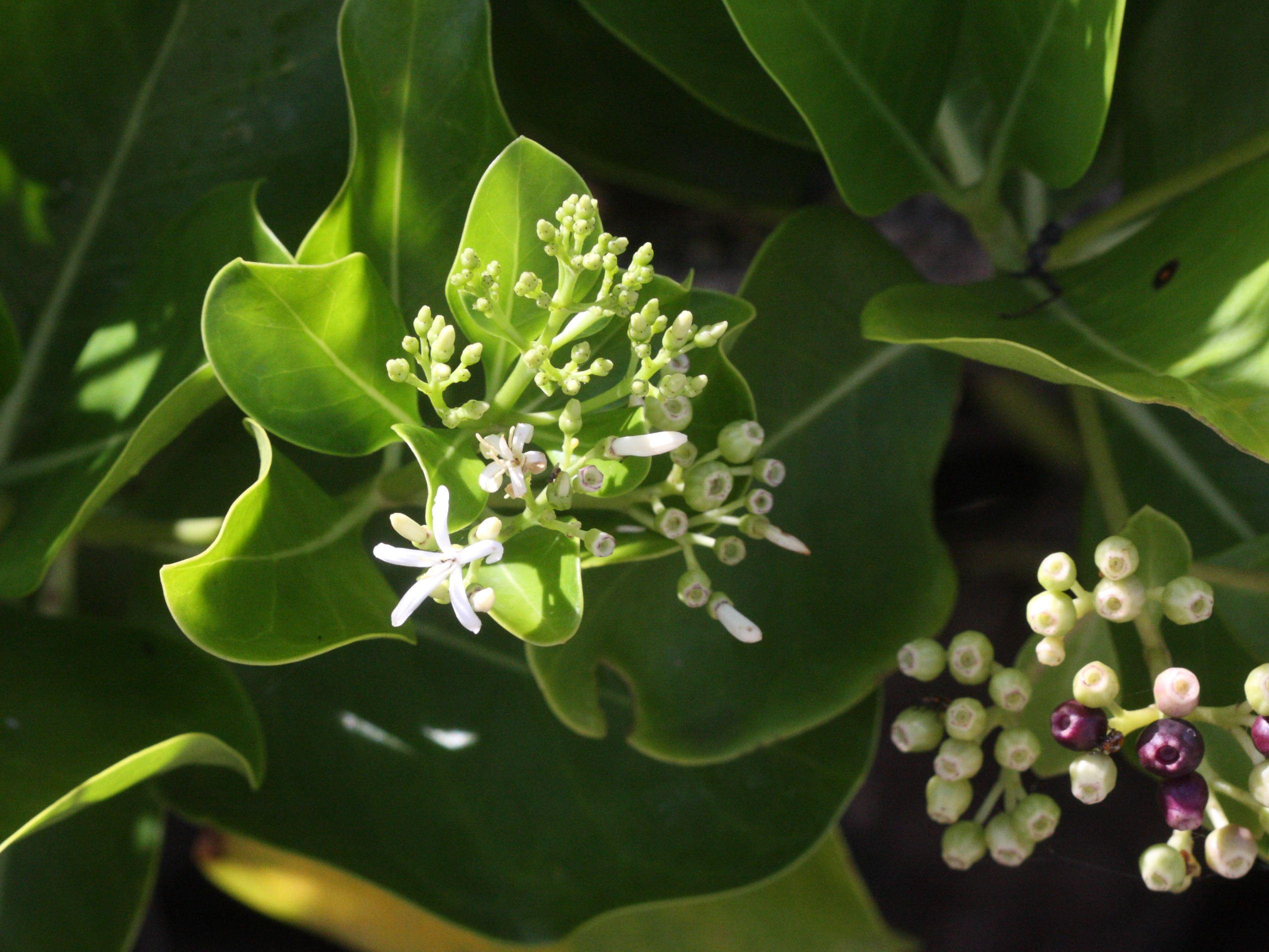 erithalis_odorifera1md