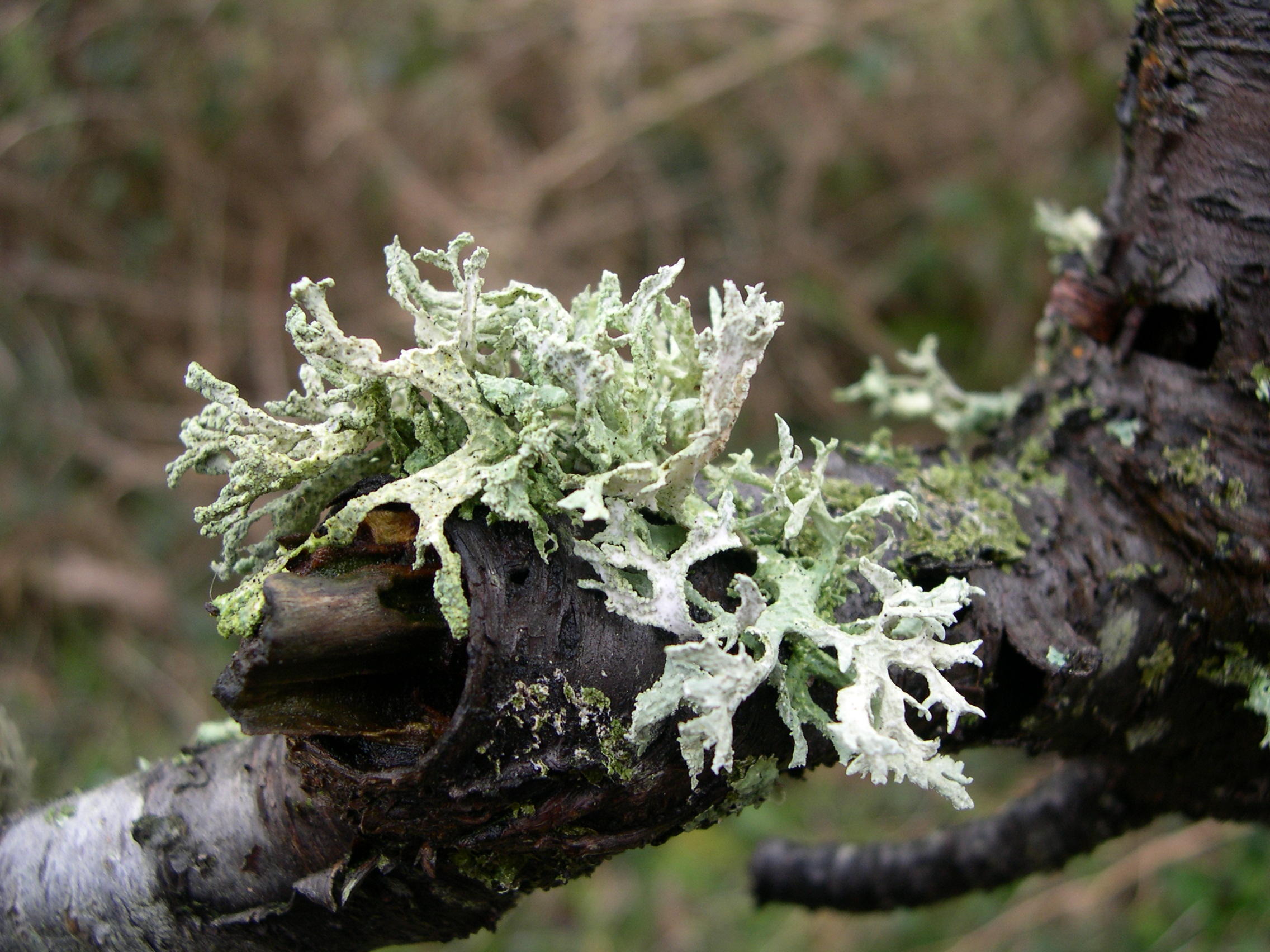 evernia_prunastri2md