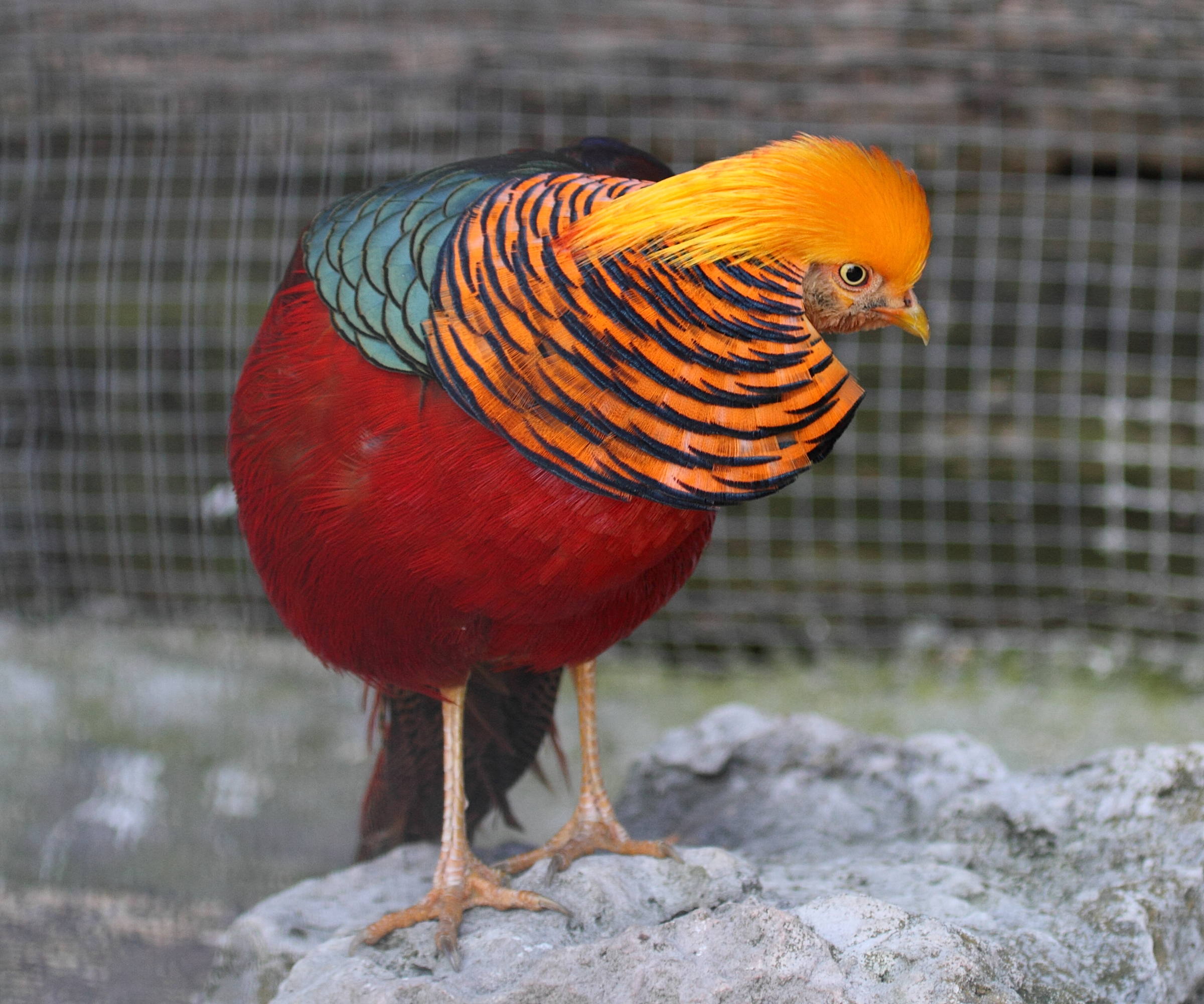 faisan_dore_-_chrysolophus_pictus4bd