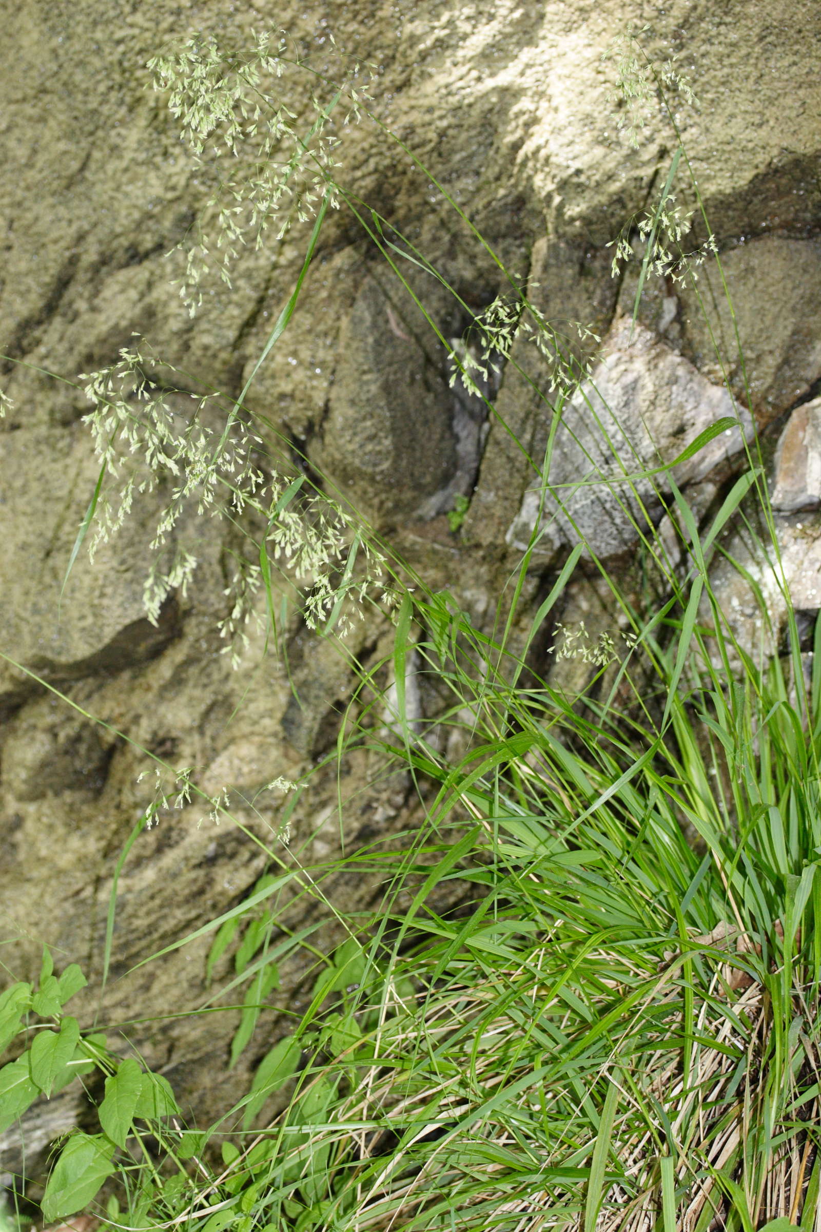 festuca_altissima1md