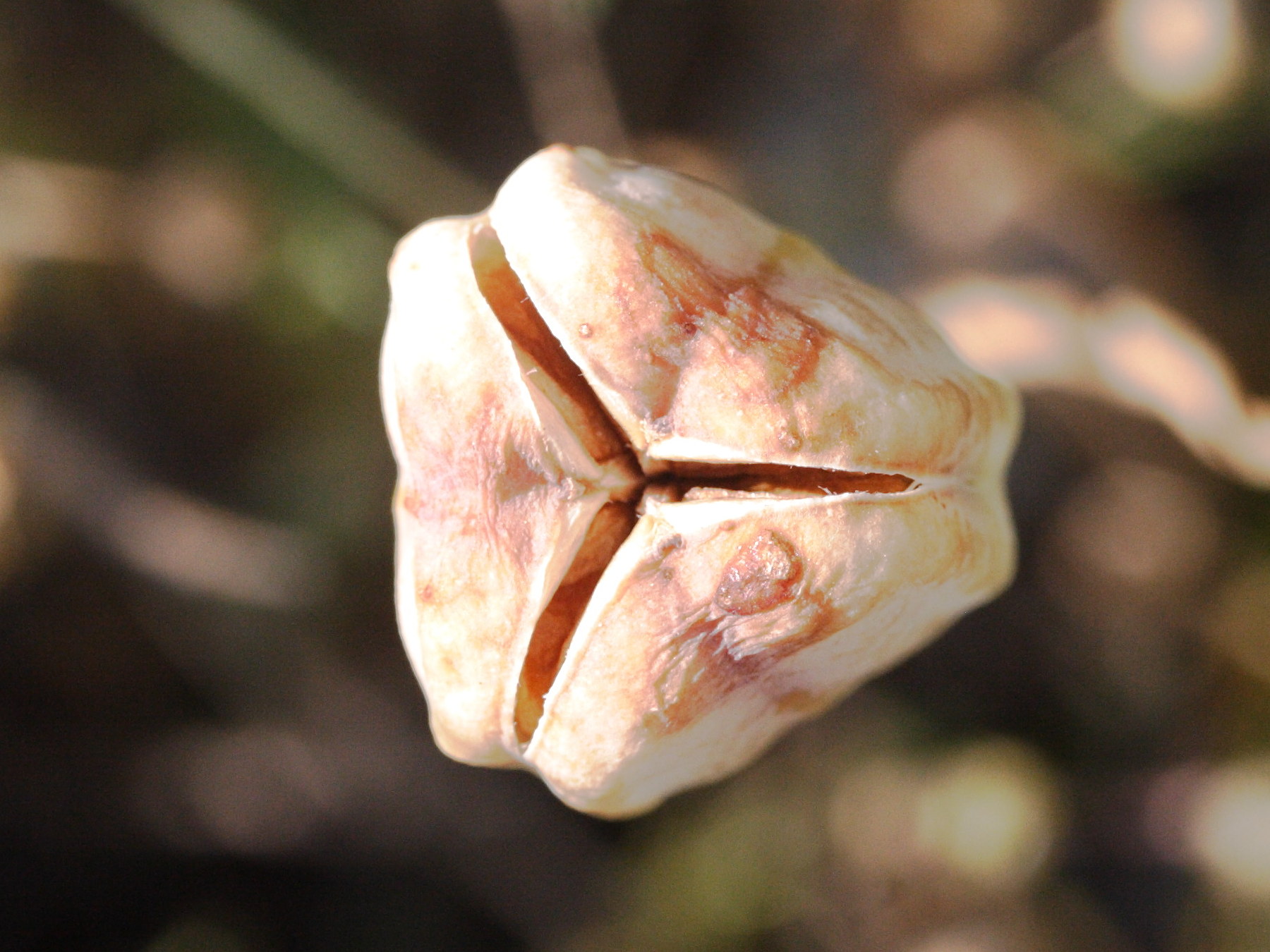 fritillaria_tubiformis2md