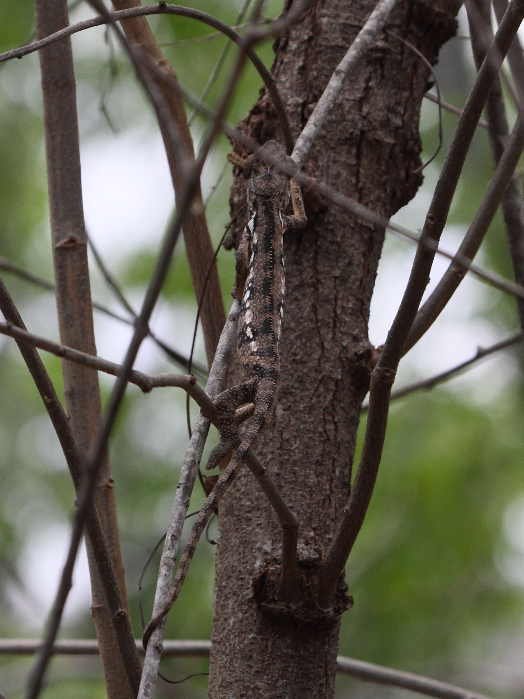 furcifer_verrucosus1bd