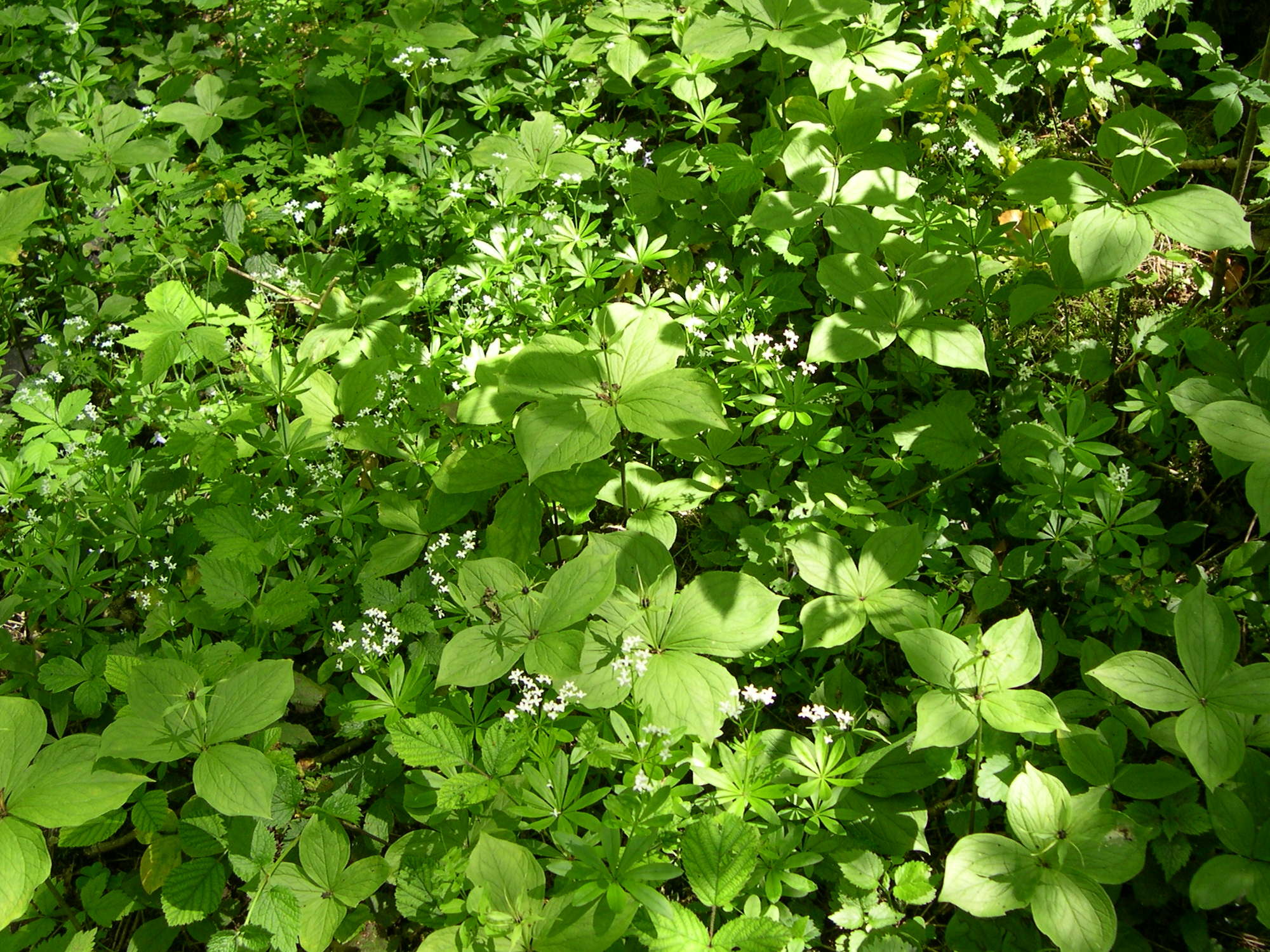 Afficher le média galium_odoratum1md galium_odoratum1md