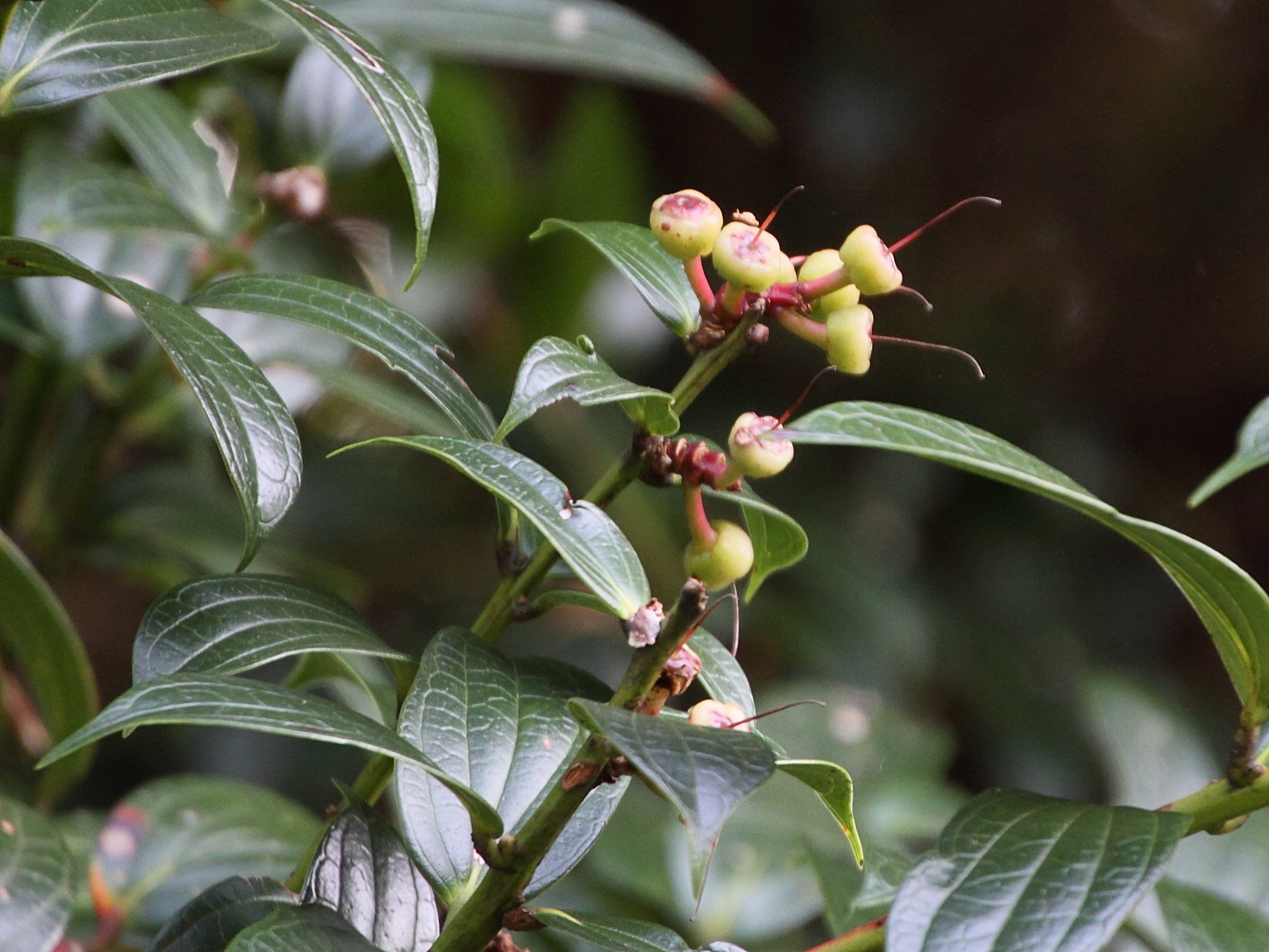 gaultheria_erecta3md