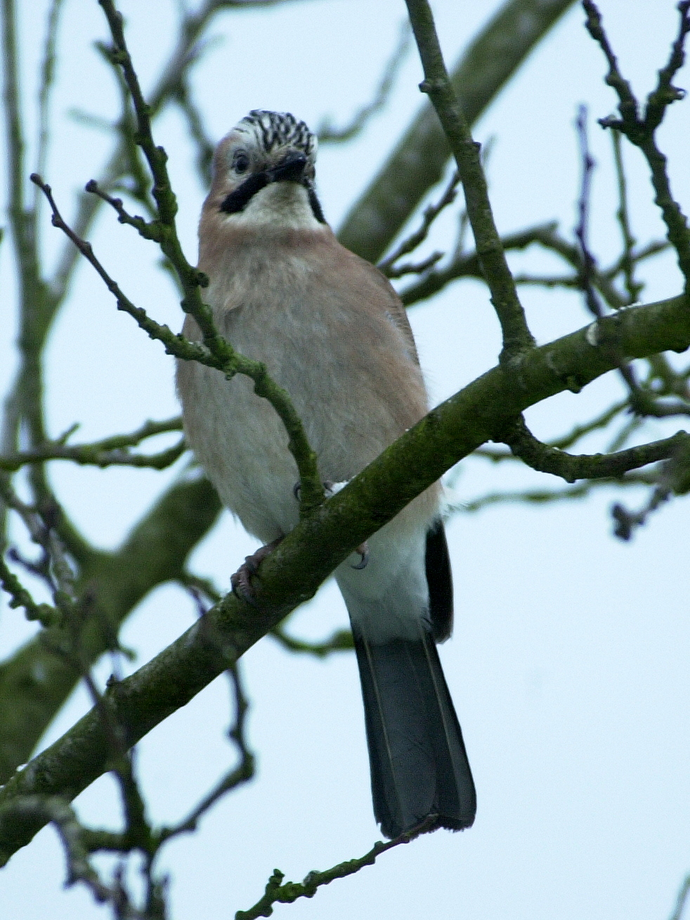 geai_des_chenes_-_garrulus_glandarius2bd