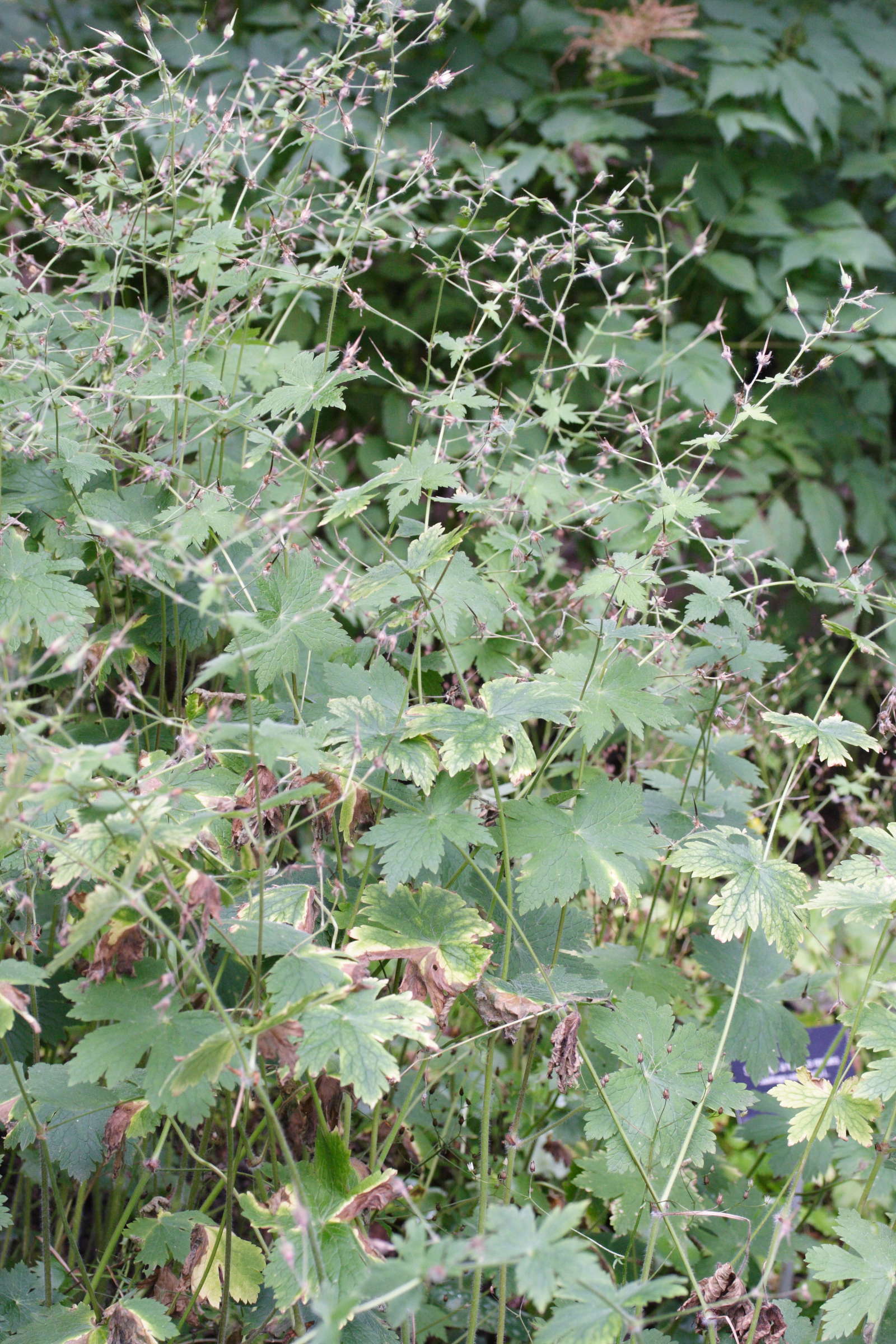 geranium_phaeum1md