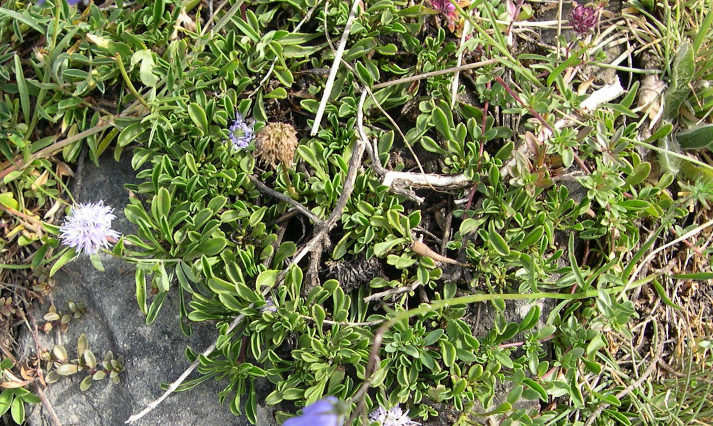 Afficher le média globularia_bisnagarica3md globularia_bisnagarica3md