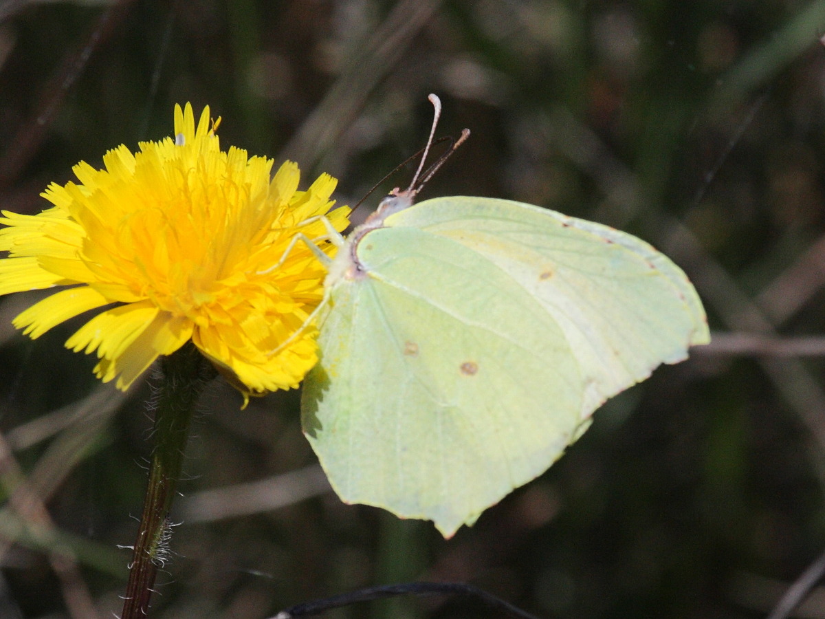 gonepteryx_cleopatra2bd