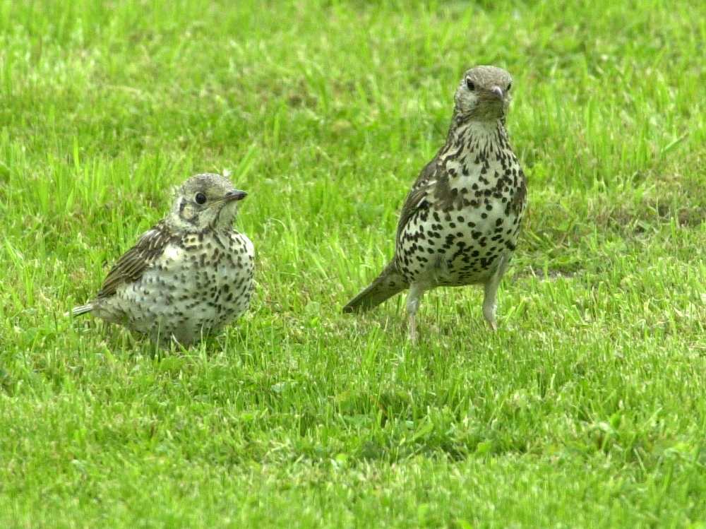 grive_draine_-_turdus_viscivorus3bd