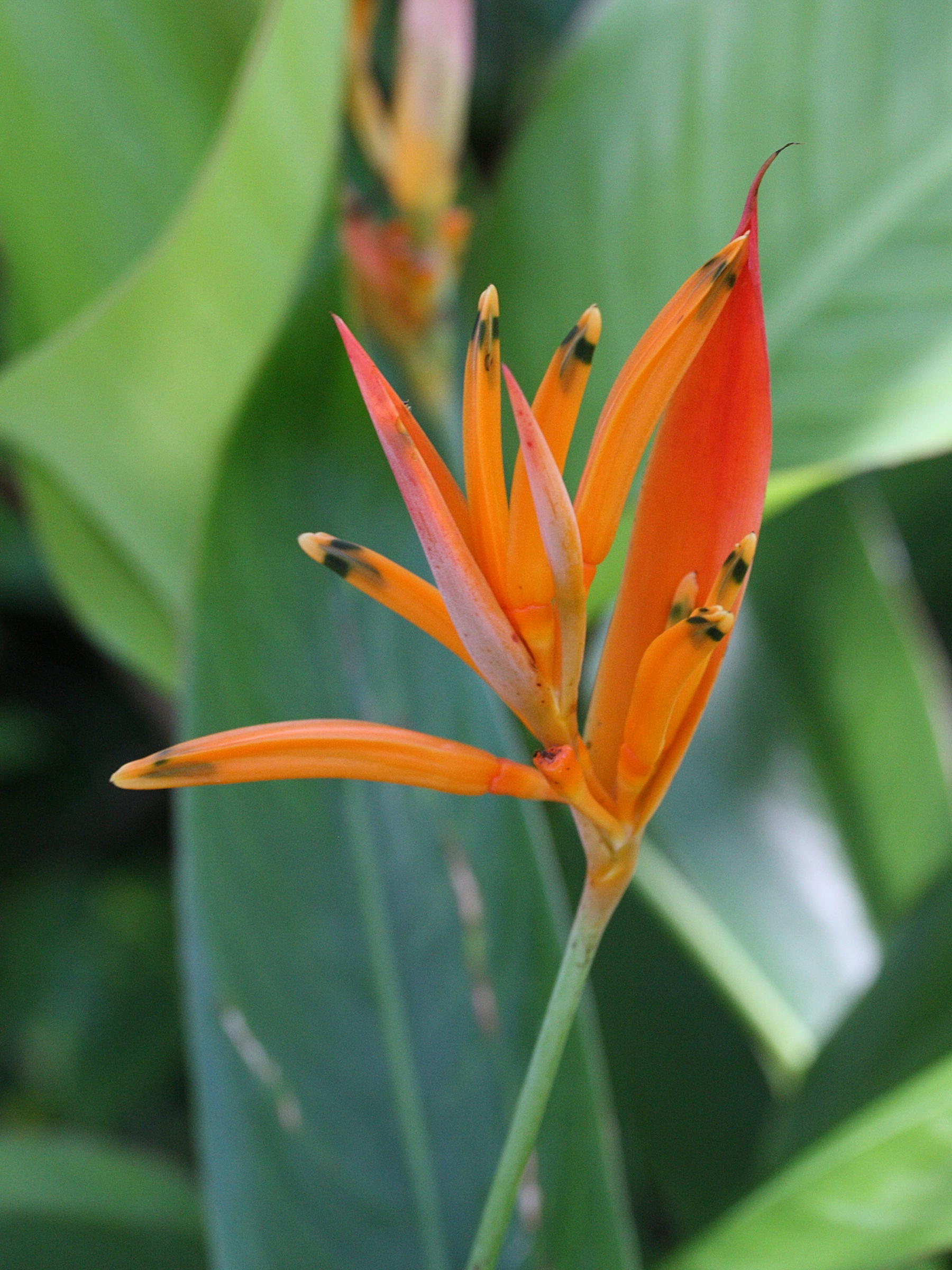 heliconia_psittacorum3md
