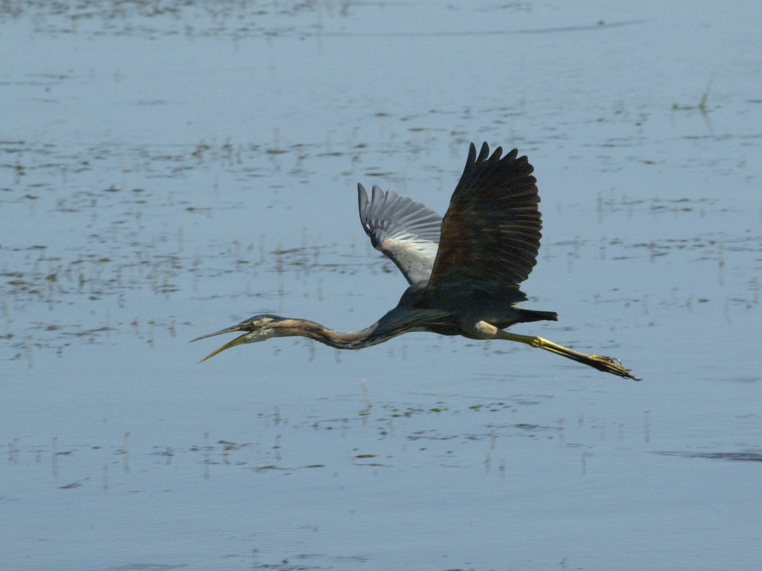 heron_pourpre_-_ardea_purpurea6md
